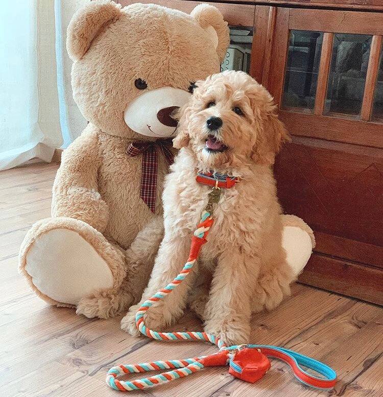 Left. PoisePup - PoisePup Pet Dog 5ft Long Leash - Orange | Blue.