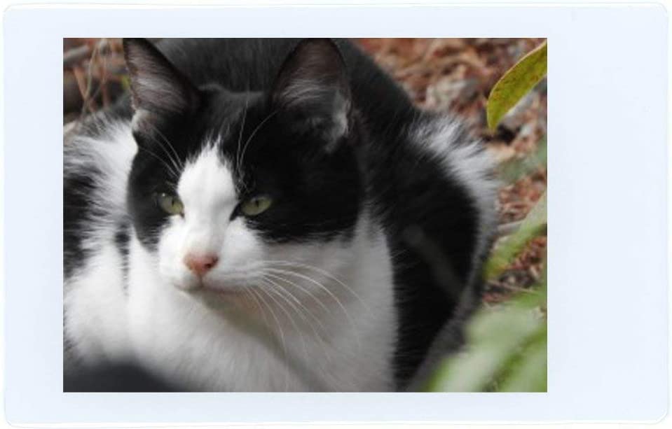 Alt View 2. Fujifilm - Fujifilm Instax Mini Instant Film for Fujifilm 8 9 11 70 90 SP-2 (100 Prints) Bundle - Black.