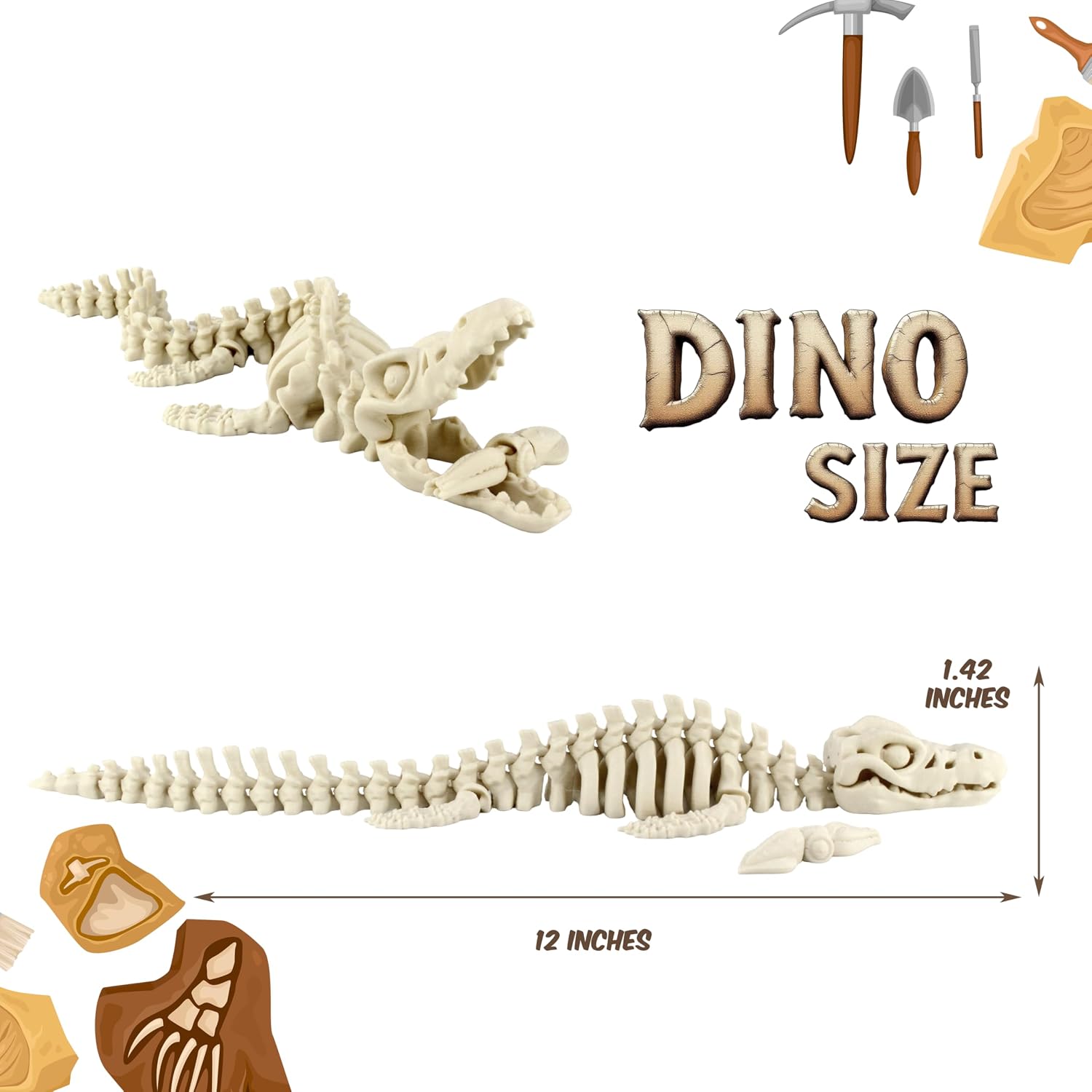DINO SIZE  
1.42 INCHES  
12 INCHES