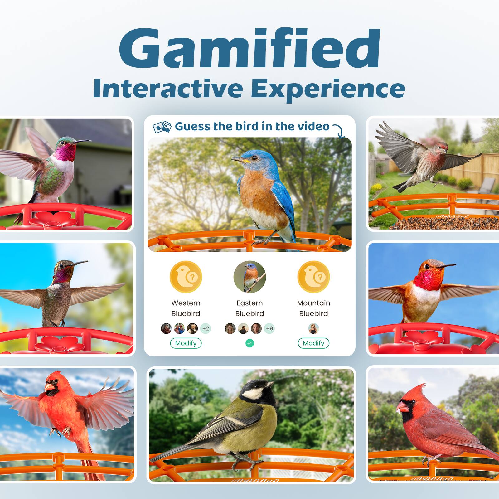 Gamified Interactive Experience

Guess the bird in the video?

- Western Bluebird +2
- Eastern Bluebird +9
- Mountain Bluebird

Modify
