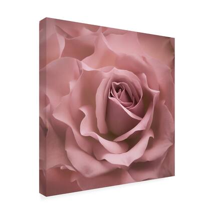 Front. Trademark Fine Art - Cora Niele 'Misty Rose Pink Rose' Canvas Art - Multicolor.