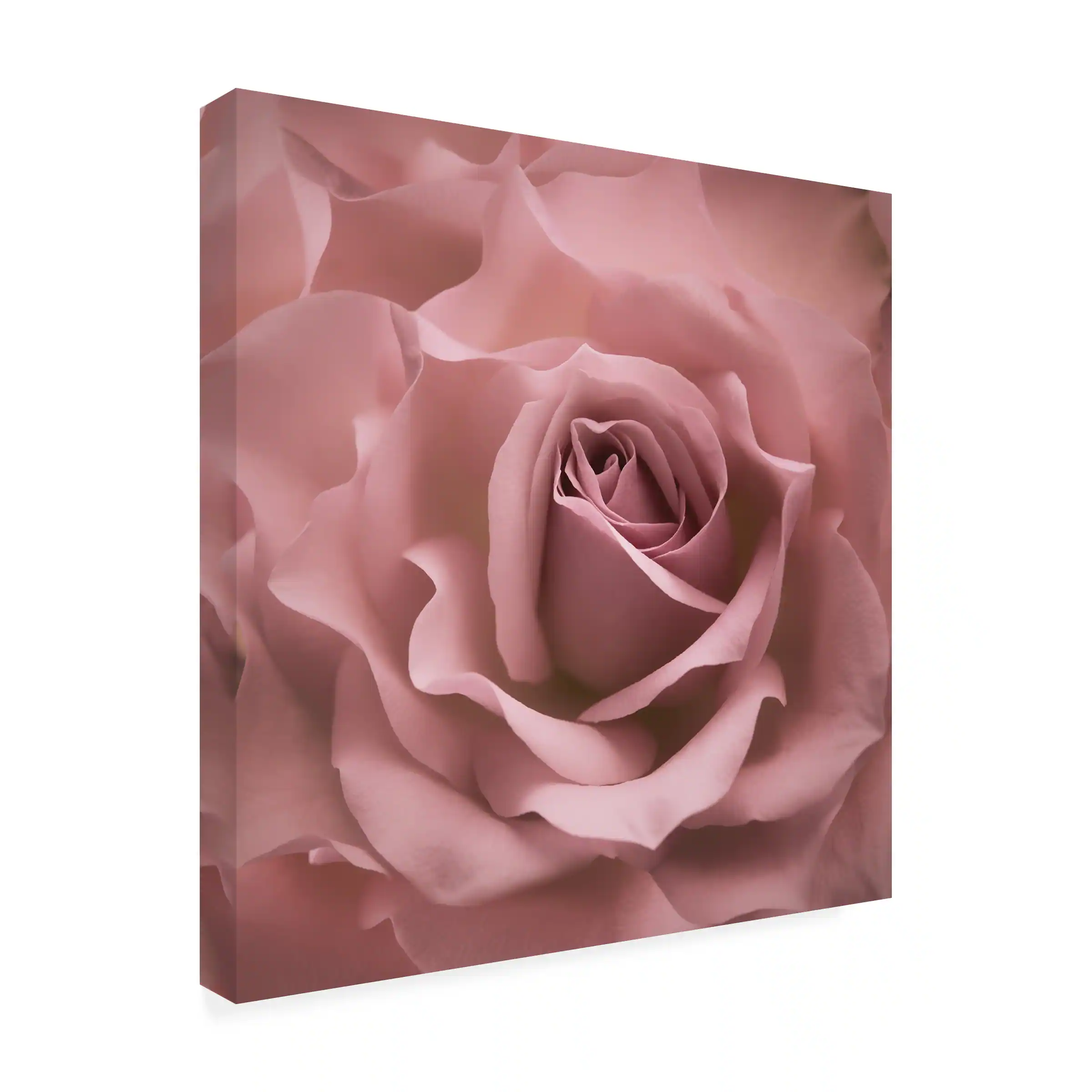 Front. Trademark Fine Art - Cora Niele 'Misty Rose Pink Rose' Canvas Art - Multicolor.