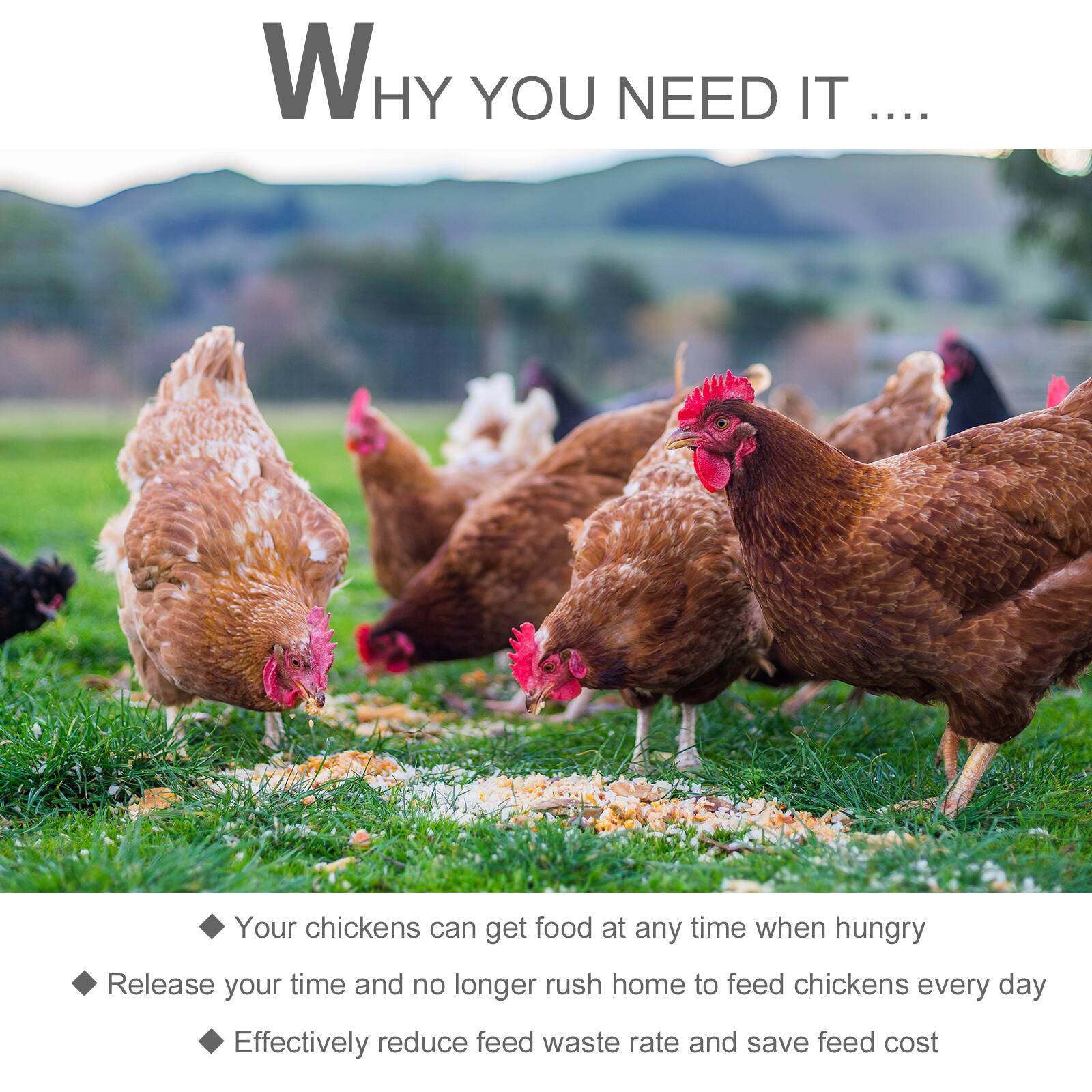 Why You Need It...

- Your chickens can get food at any time when hungry
- Release your time and no longer rush home to feed chickens every day
- Effectively reduce feed waste rate and save feed cost