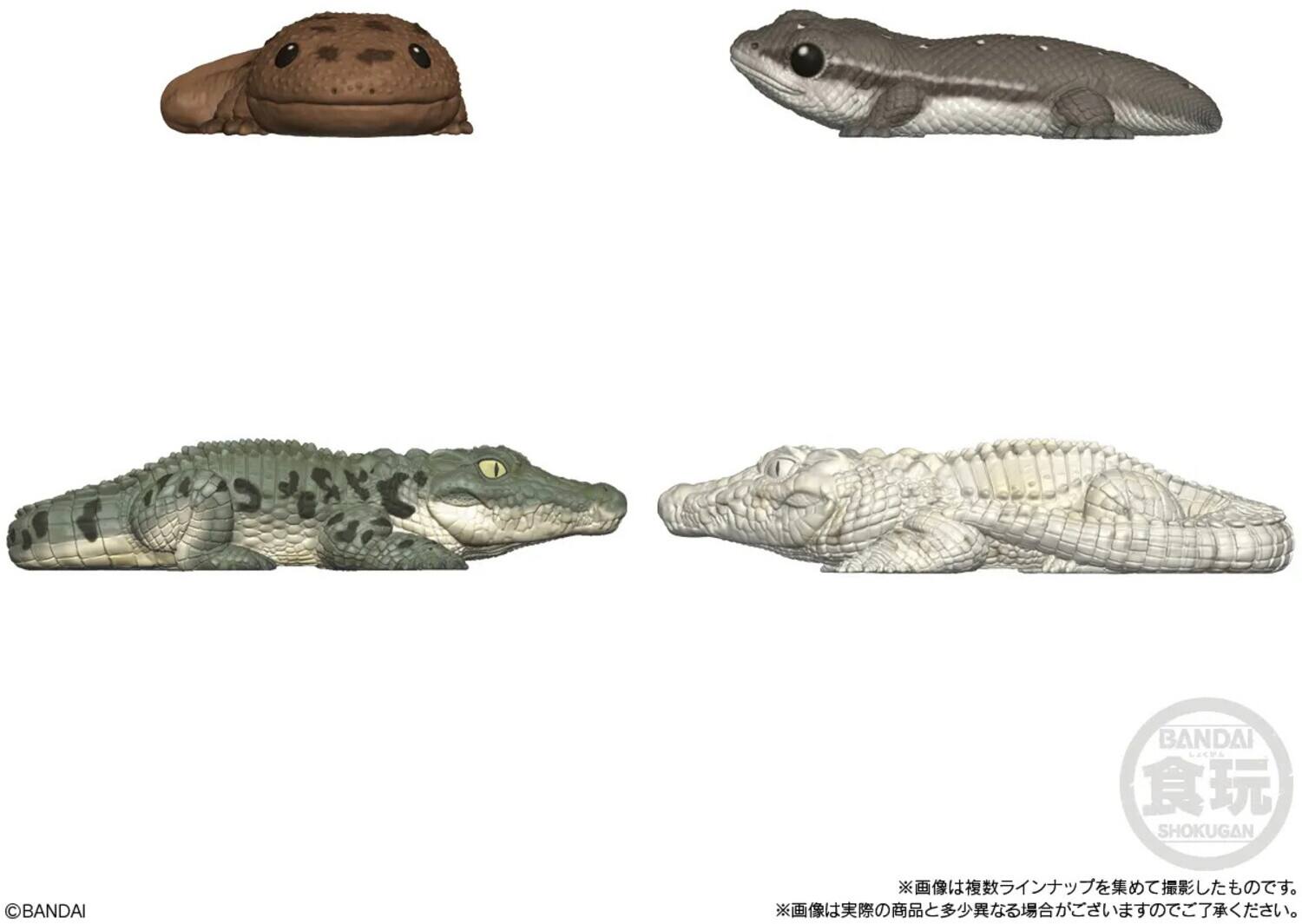 BANDAI SHOKUGAN  
BANDAI  
©BANDAI  
※画像は複数ラインナップを撮影したものです。  
※画像は実際の商品と多少異なる場合がございますのでご了承ください。