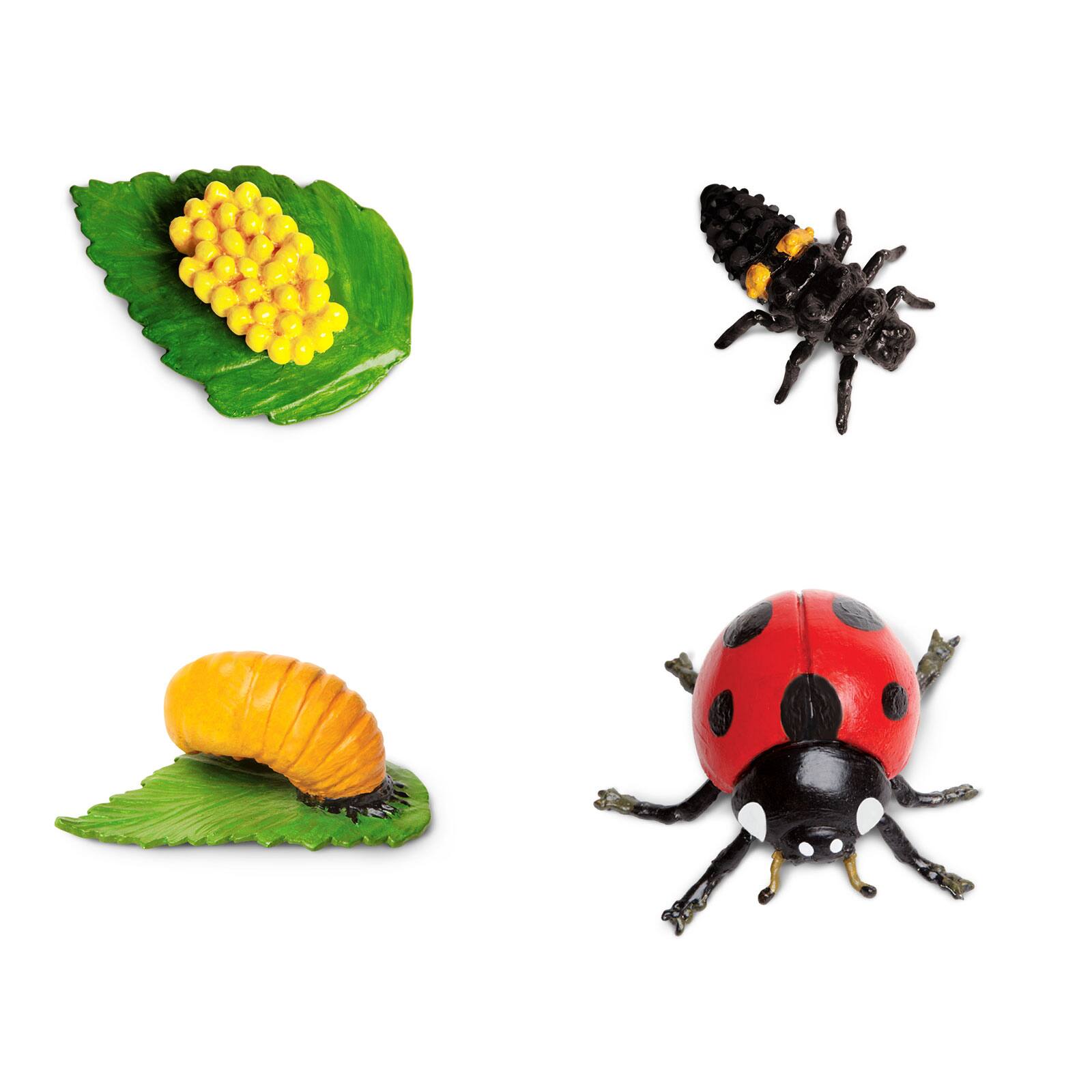 Angle. Safari Ltd. - Life Cycle Of A Ladybug Toy.