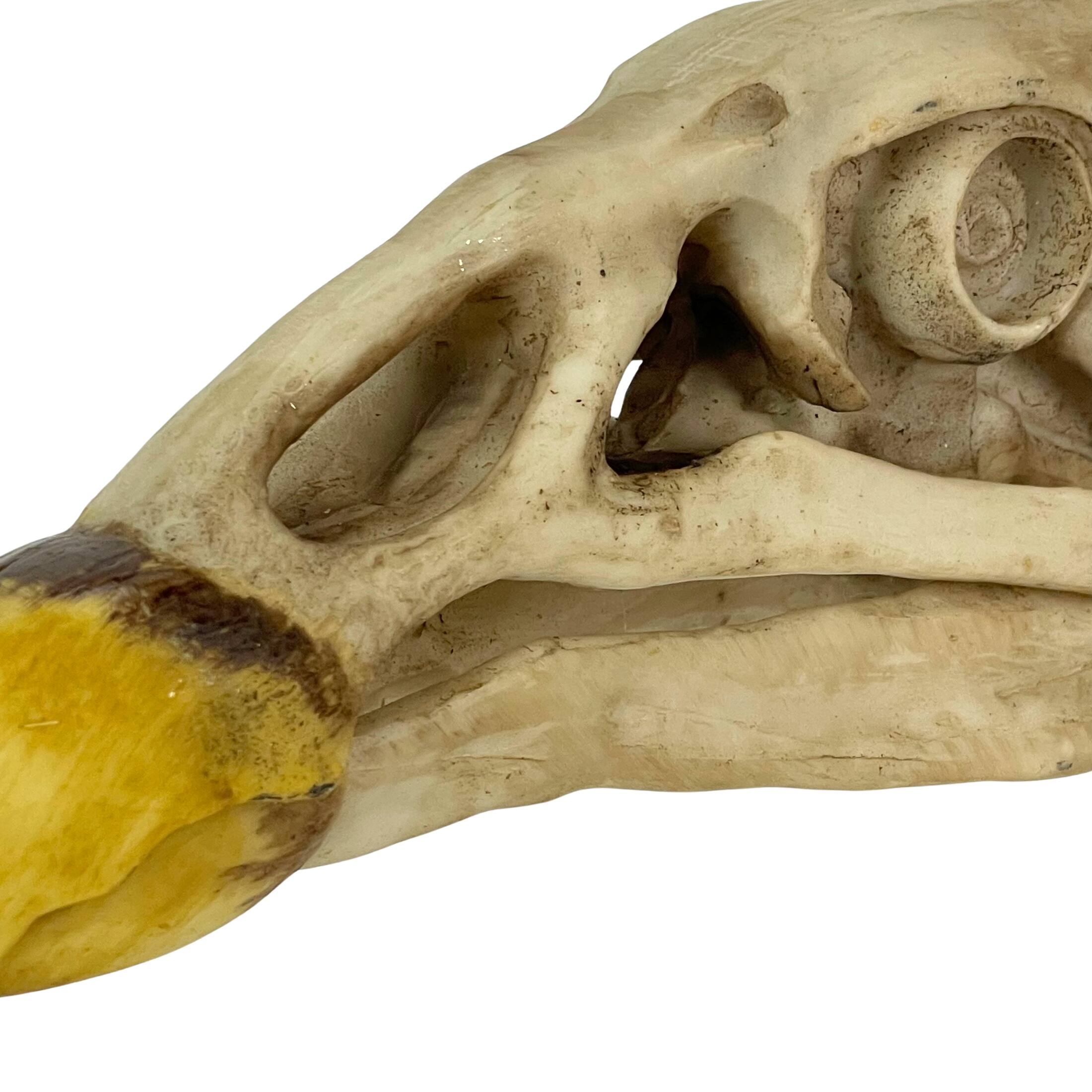 Alt View 2. Contrast Inc. - Replica California Condor Skull – Realistic Endangered Species Decor - Off-white.