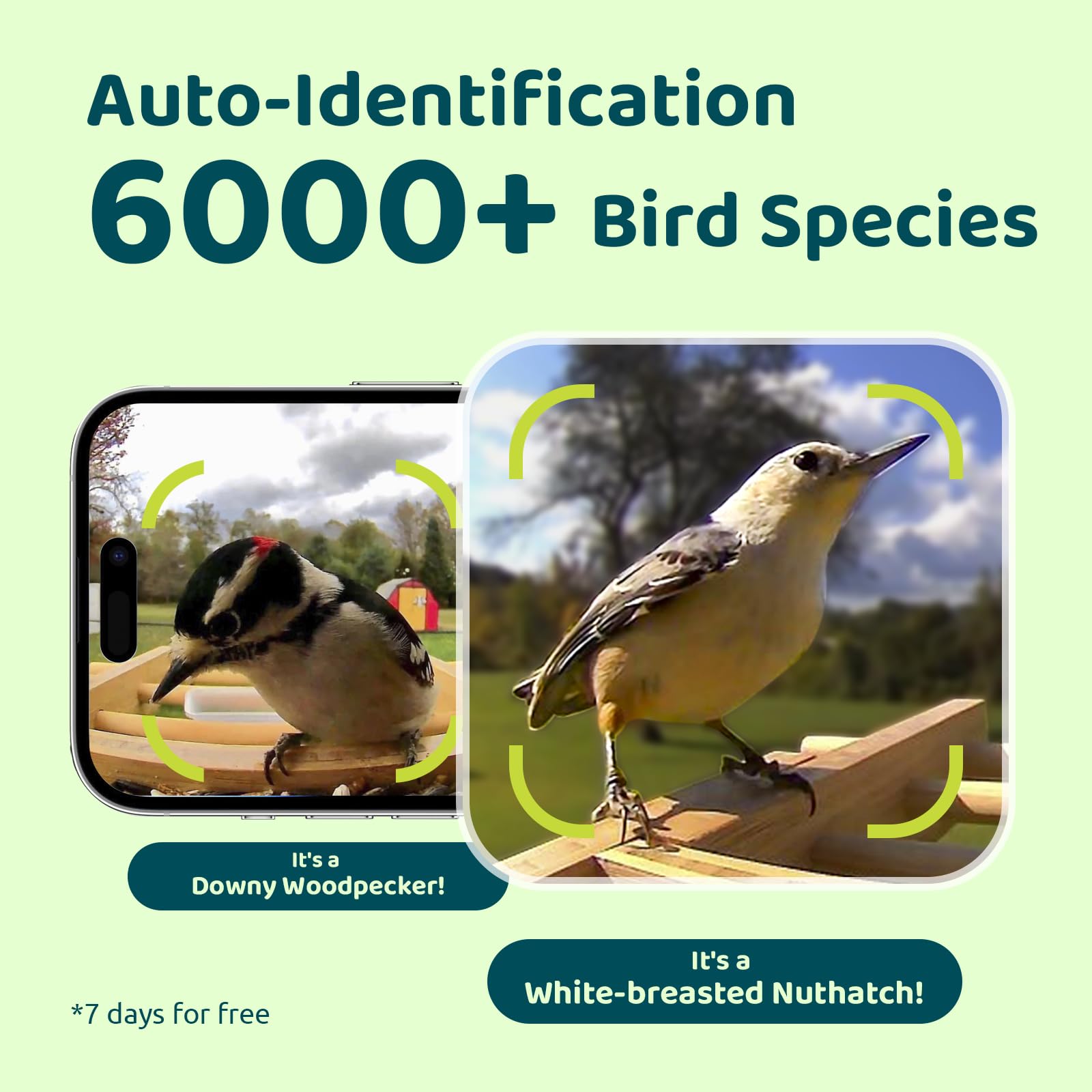 Auto-Identification  
6000+ Bird Species  

It's a Downy Woodpecker!  
*7 days for free  

It's a White-breasted Nuthatch!