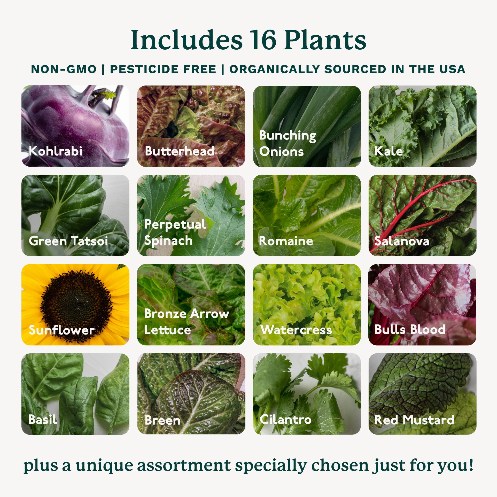 Includes 16 Plants  
NON-GMO | PESTICIDE FREE | ORGANICALLY SOURCED IN THE USA  

- Kohlrabi  
- Butterhead  
- Bunching Onions  
- Kale  
- Green Tatsoi  
- Perpetual Spinach  
- Romaine  
- Salanova  
- Sunflower  
- Bronze Arrow Lettuce  
- Watercress  
- Bulls Blood  
- Basil  
- Breen  
- Cilantro  
- Red Mustard  

plus a unique assortment specially chosen just for you!