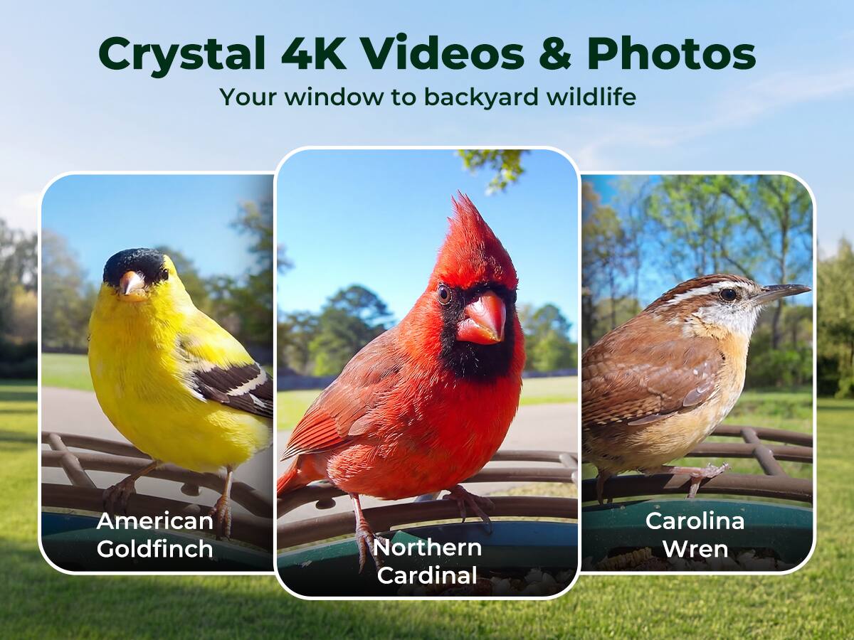 Crystal 4K Videos & Photos  
Your window to backyard wildlife  

American Goldfinch  
Northern Cardinal  
Carolina Wren