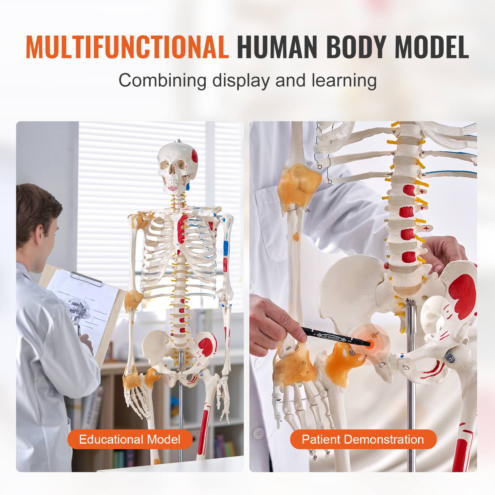 MULTIFUNCTIONAL HUMAN BODY MODEL  
Combining display and learning  

Educational Model  

Patient Demonstration