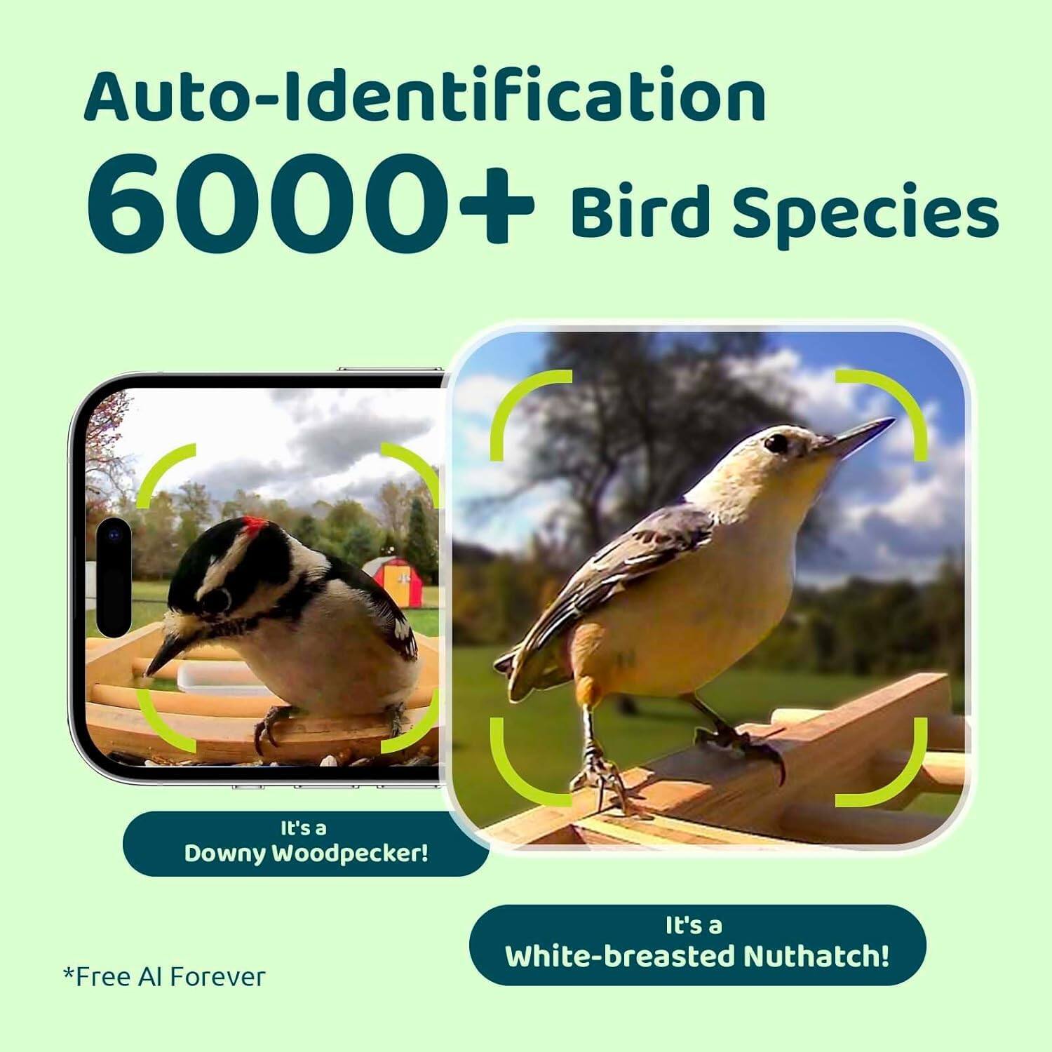 Auto-Identification 6000+ Bird Species:

It's a Downy Woodpecker!
It's a white-breasted Nuthatch!