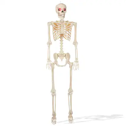 Front. BOO BOX - Halloween Skeletons - Scary Halloween Decorations for Outside - White.