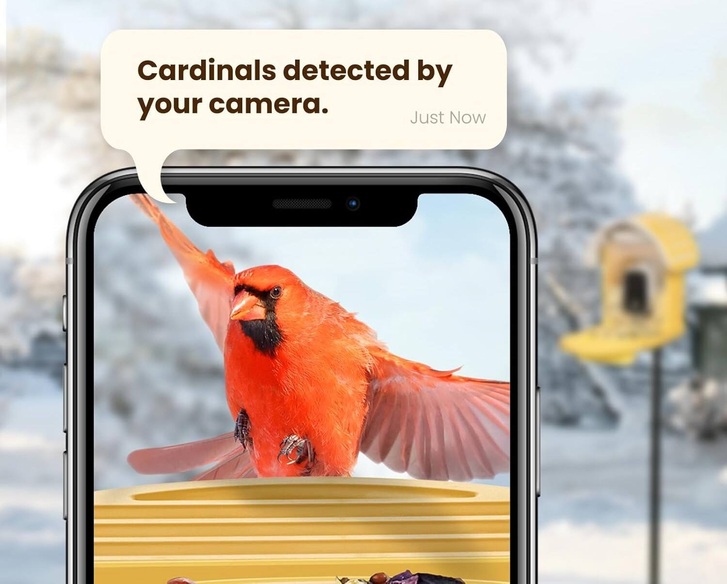 Cardinals detected by your camera.  
Just Now