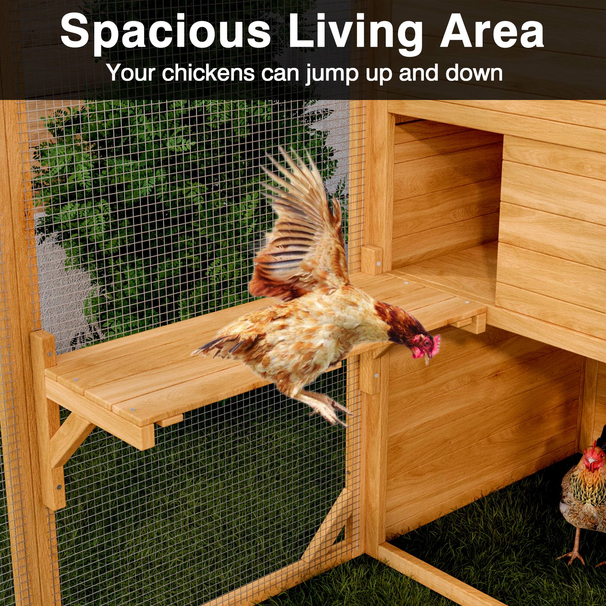Spacious Living Area  
Your chickens can jump up and down