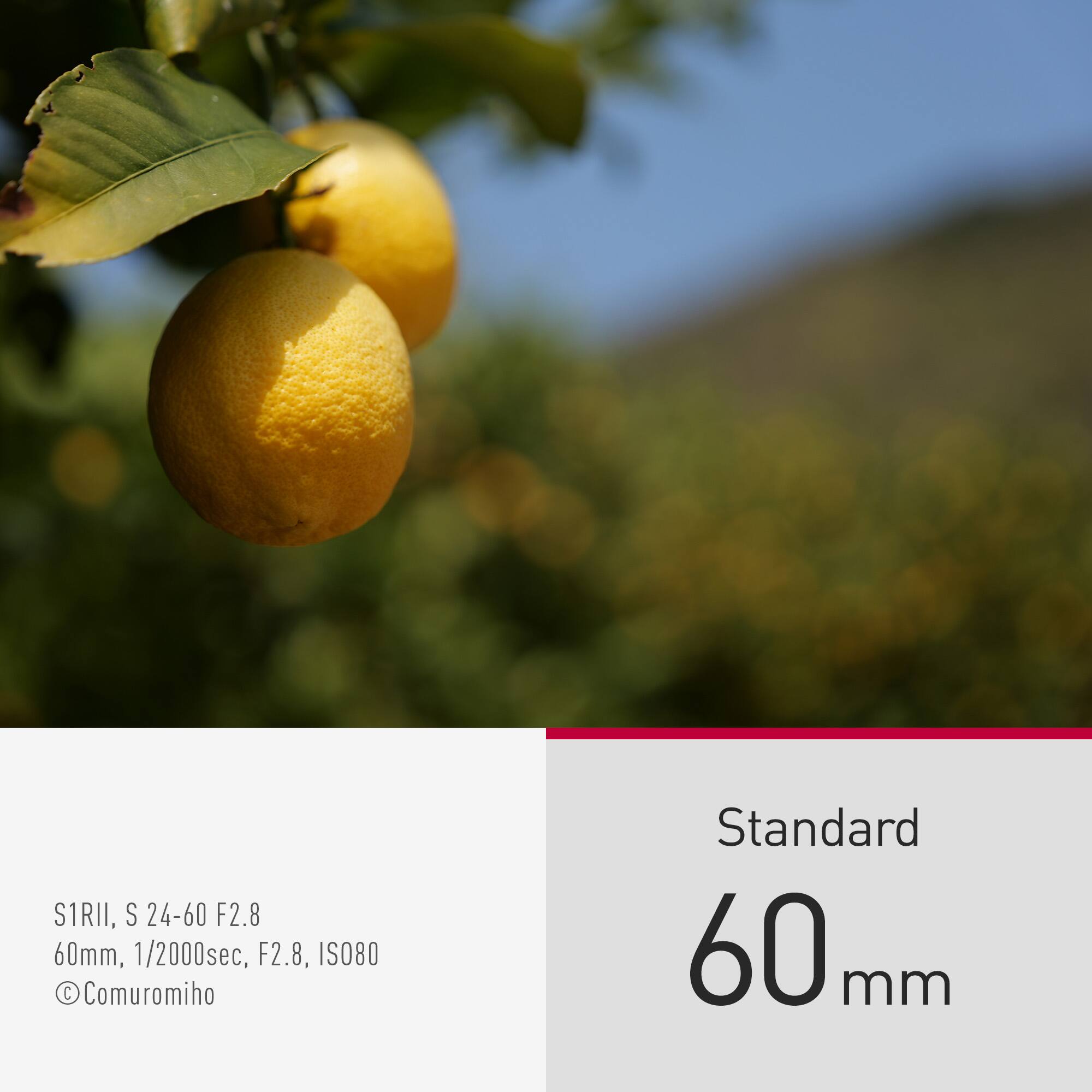S1RII, S 24-60 F2.8 60mm, 1/2000sec, F2.8, ISO800 Comuromiho Standard 60mm