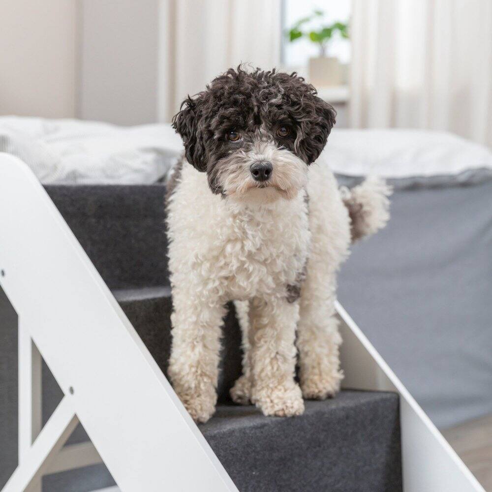 Angle. TRIXIE - Adjustable 4-Step Pet Stairs - White.
