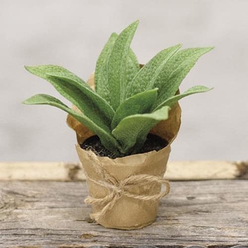 BreeBe - Paper Pot Cowslip 6" - Multi