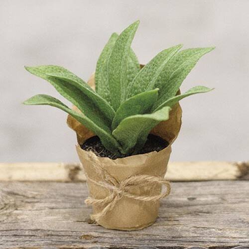 Front. BreeBe - Paper Pot Cowslip 6" - Multi.