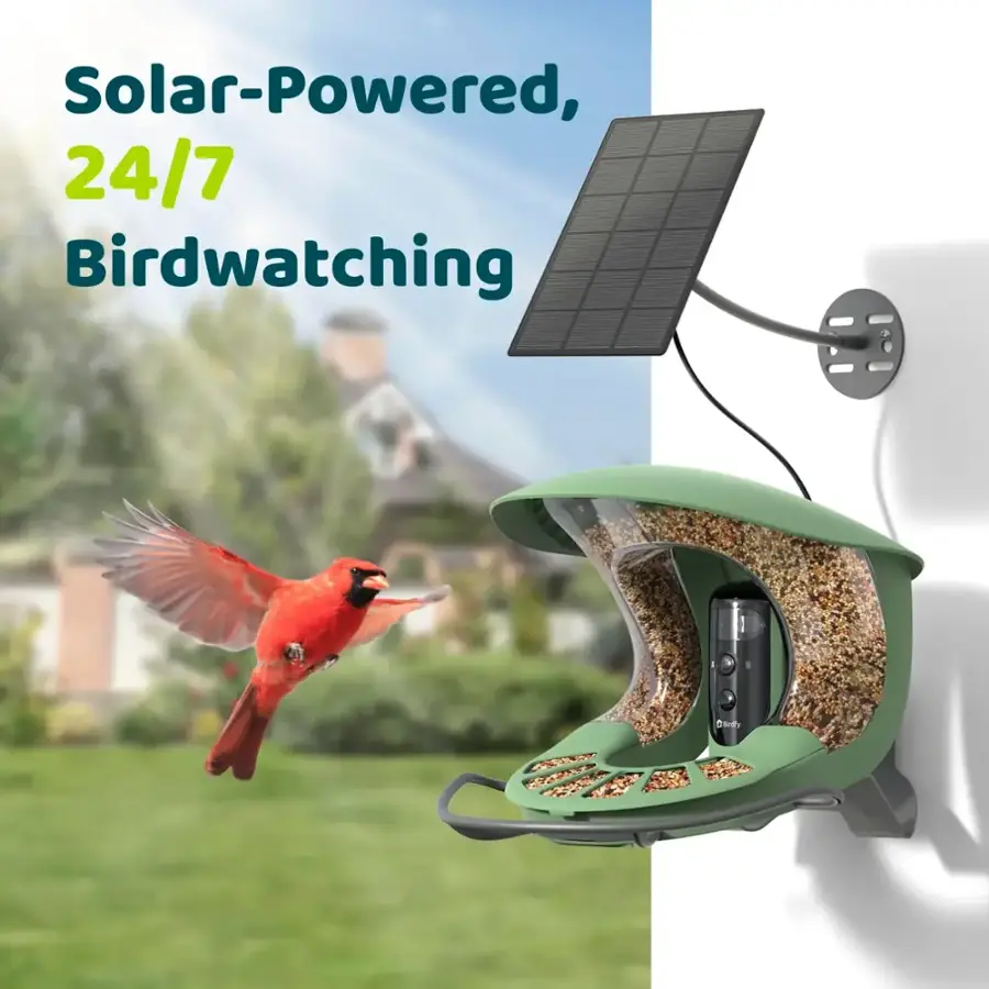 Solar-Powered, 24/7 Birdwatching