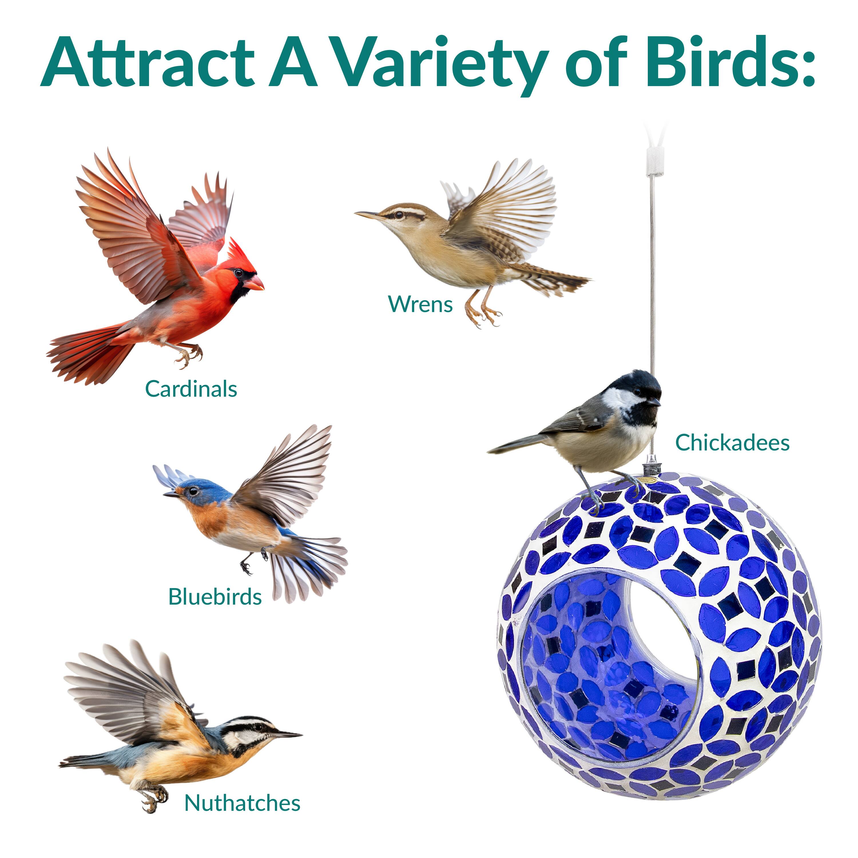Attract A Variety of Birds:

- Cardinals
- Wrens
- Bluebirds
- Chickadees
- Nuthatches