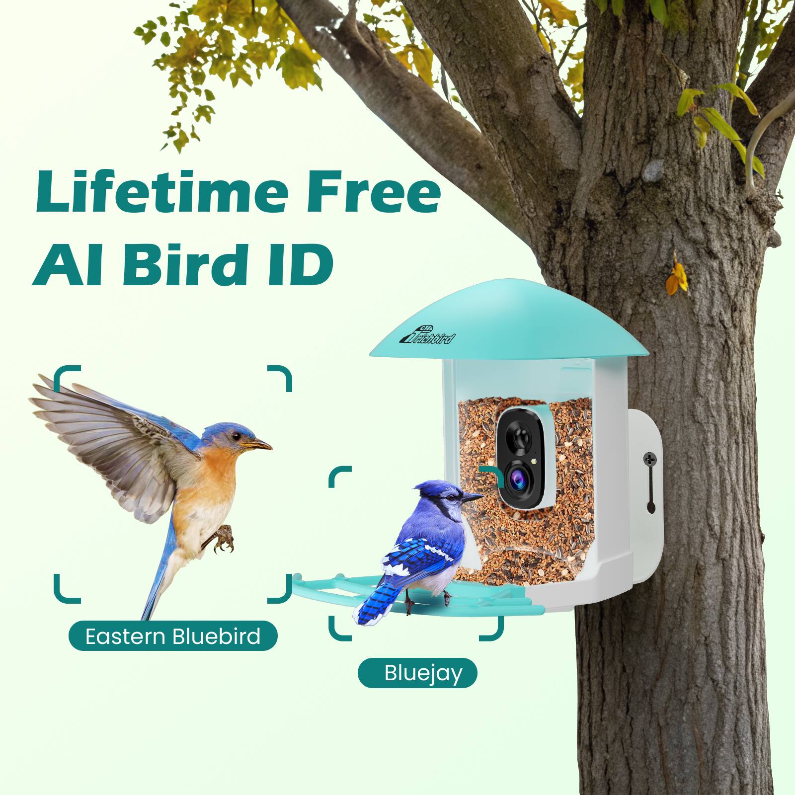 Lifetime Free AI Bird ID

Eastern Bluebird

Bluejay