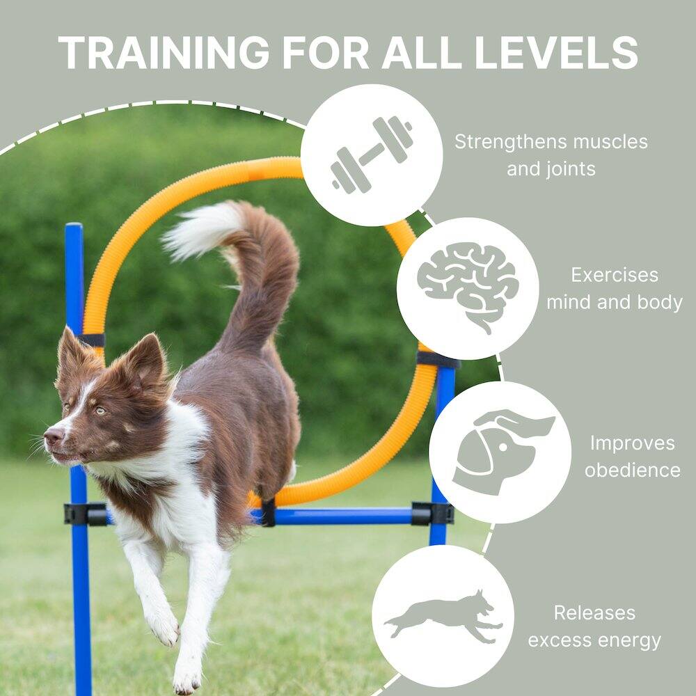 TRAINING FOR ALL LEVELS

- Strengthens muscles and joints
- Exercises mind and body
- Improves obedience
- Releases excess energy