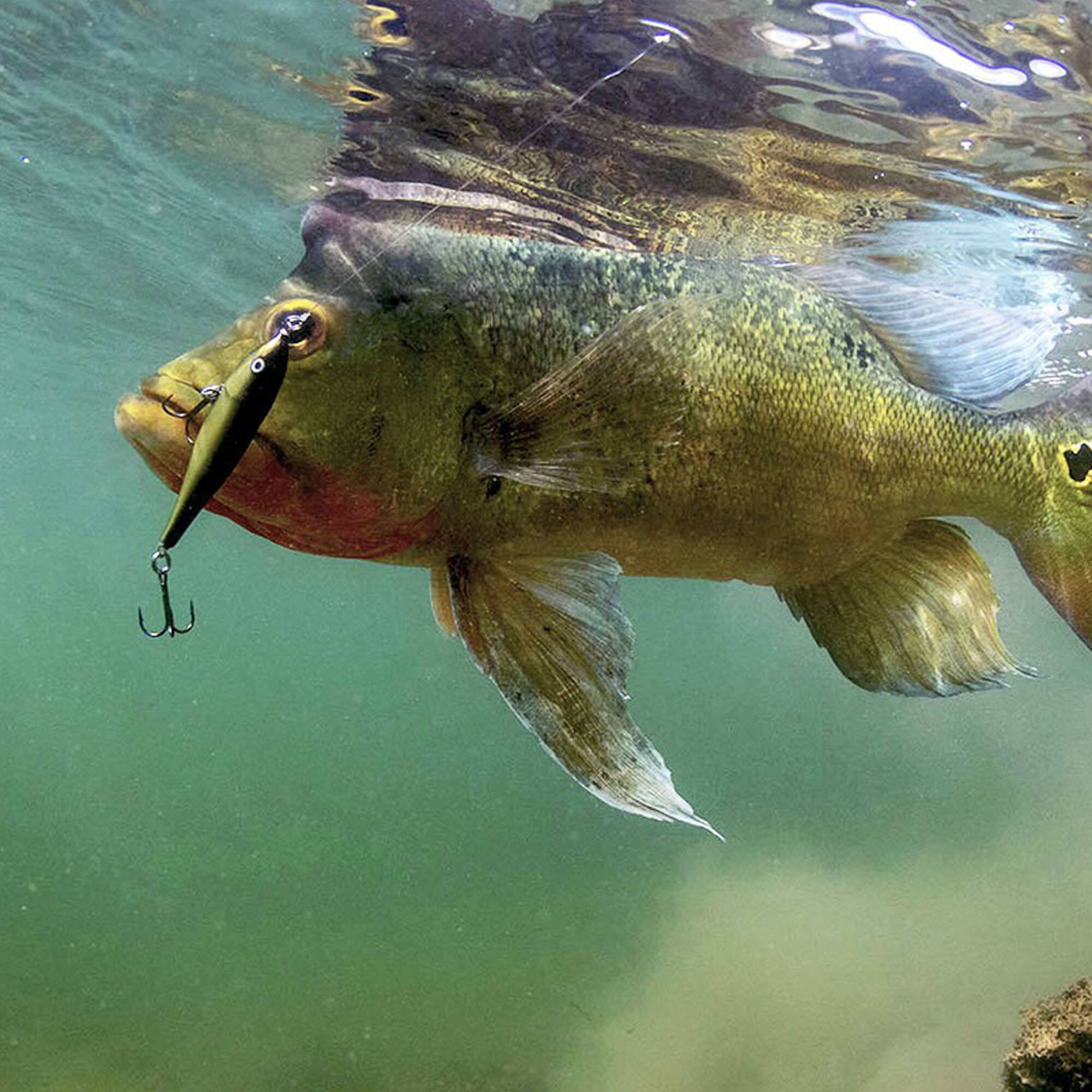 Rapala Twitchin' Rap 8 Fishing Lure Electric Chicken - Best Buy