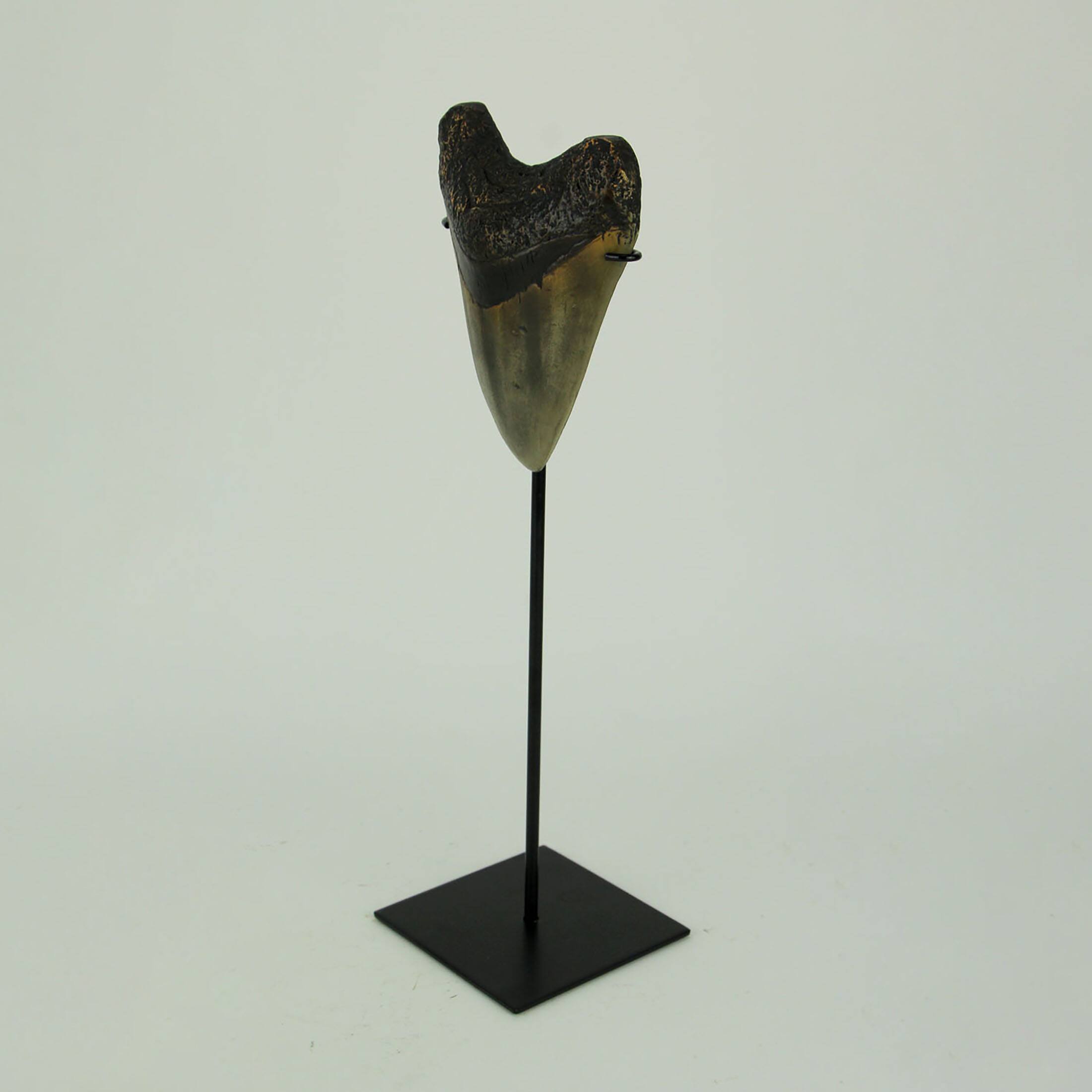 Alt View 1. Zeckos - Mounted Giant 6 Inch Megalodon Shark Tooth Fossil Replica Sculpture - Grey.