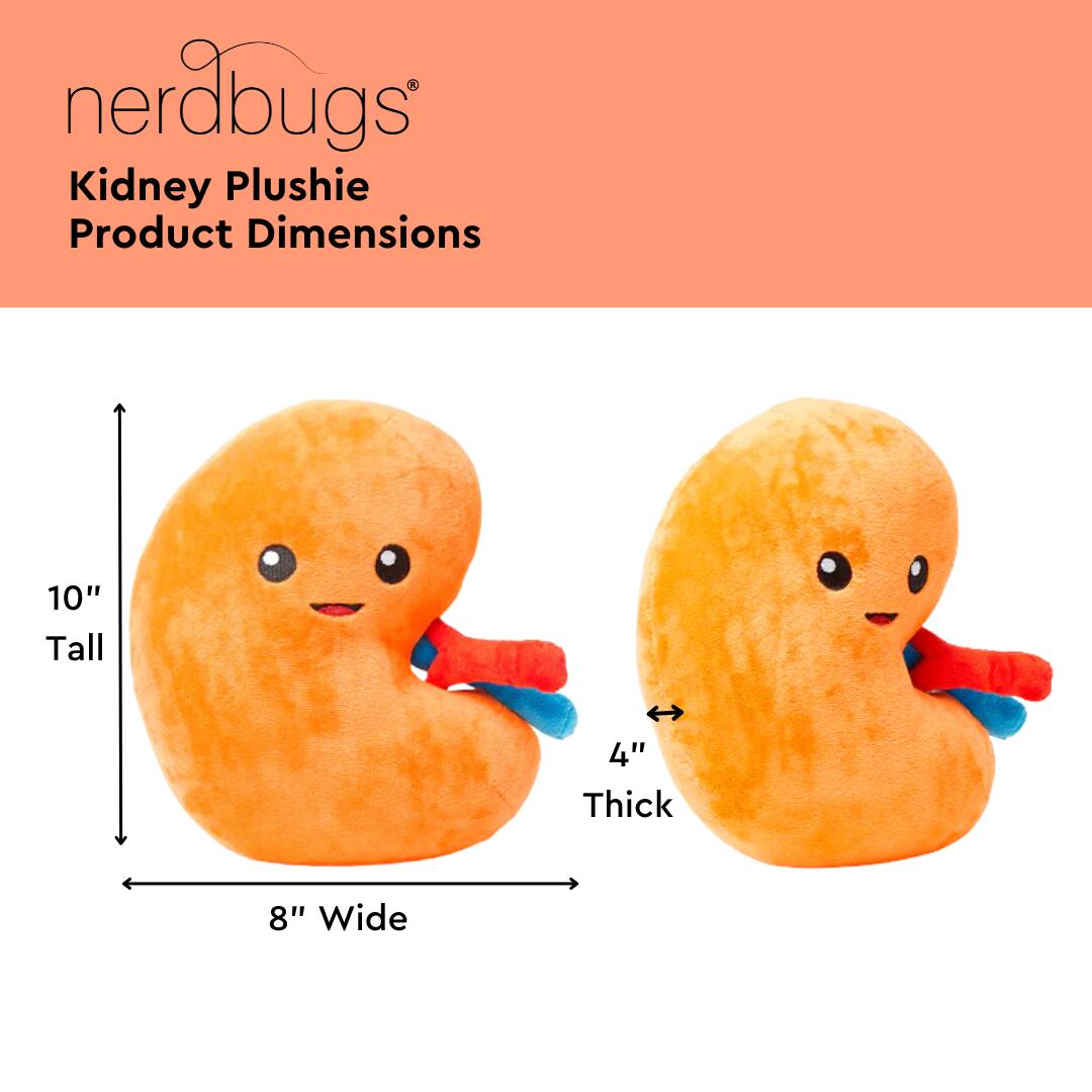 nerdbugs®  
Kidney Plushie  
Product Dimensions  

10" Tall  
4" Thick  
8" Wide