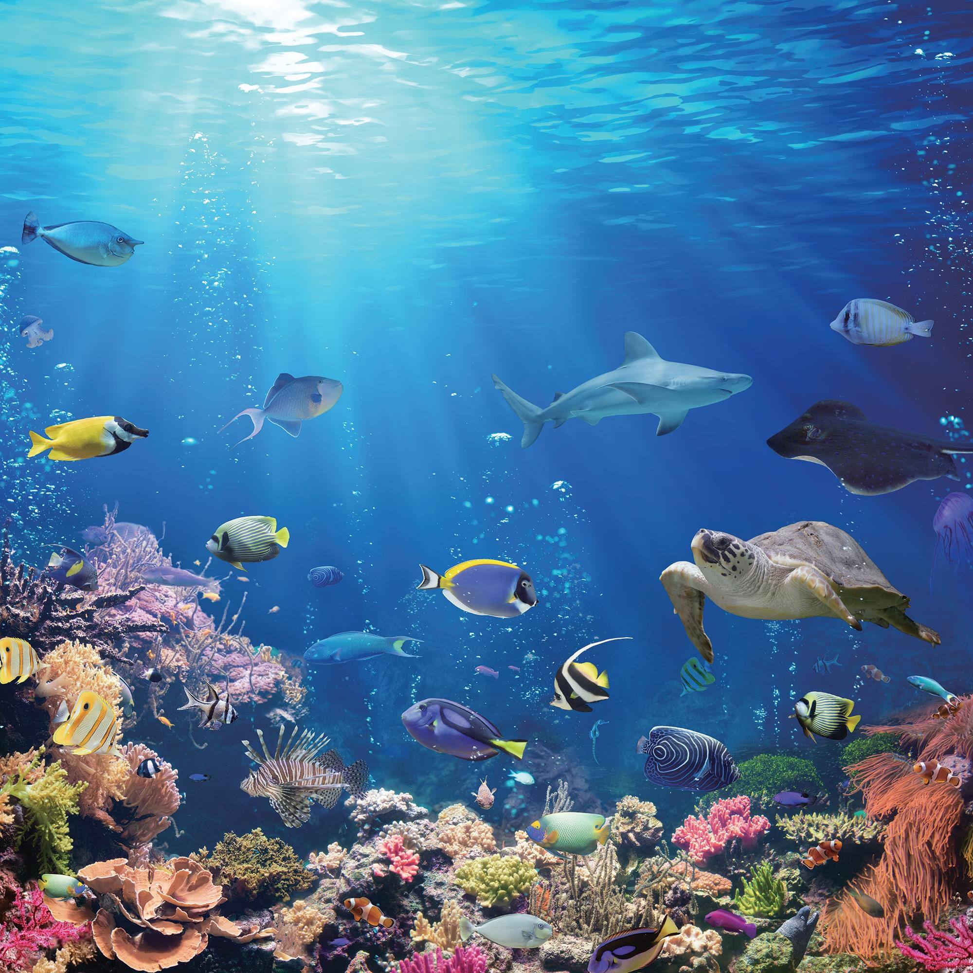 Toynk - Under the Sea Coral Reef 500 Piece Jigsaw Puzzle - Blue