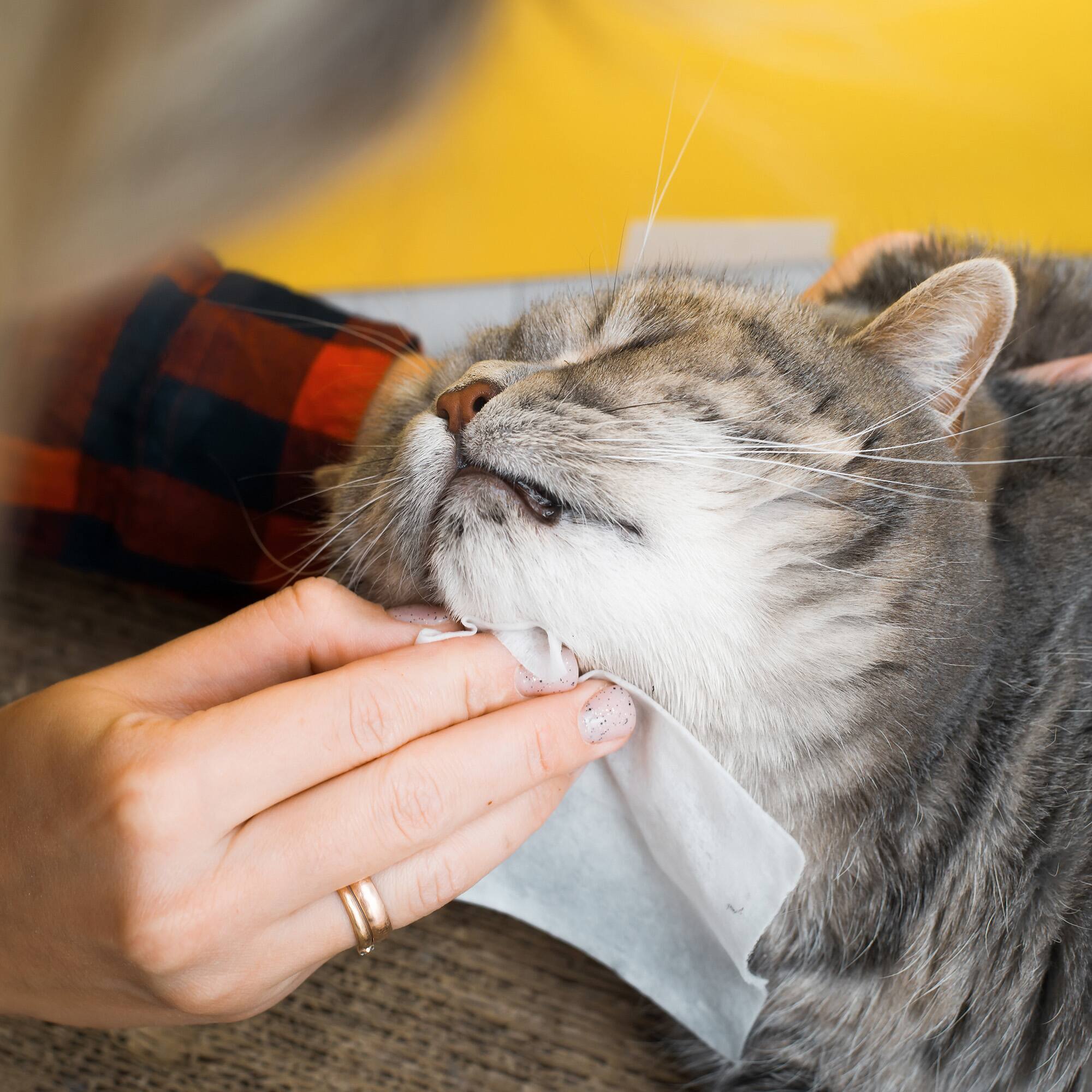 Angle. Pursonic - Pursonic Lavender Scented Pet Wipes – 12 Packs of 100 (1200 Total) Extra Large Wipes for Gentle Cleaning & Deodorizing.