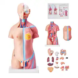 VEVOR - Human Body Model, 23 Parts 18 inch, Human Torso Anatomy Model Unisex Anatomical Skeleton Model with Removable Organs - Multicolor