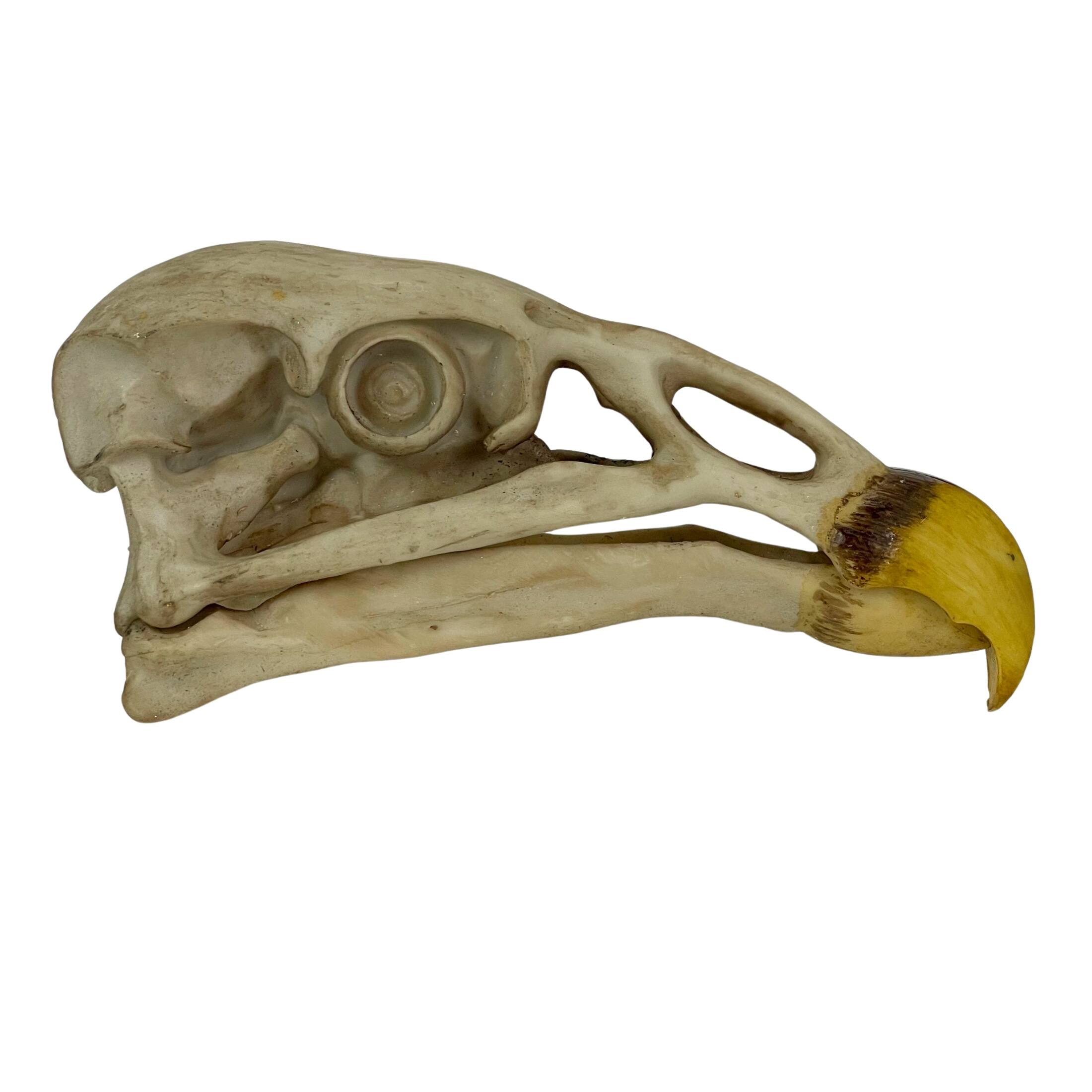 Alt View 1. Contrast Inc. - Replica California Condor Skull – Realistic Endangered Species Decor - Off-white.