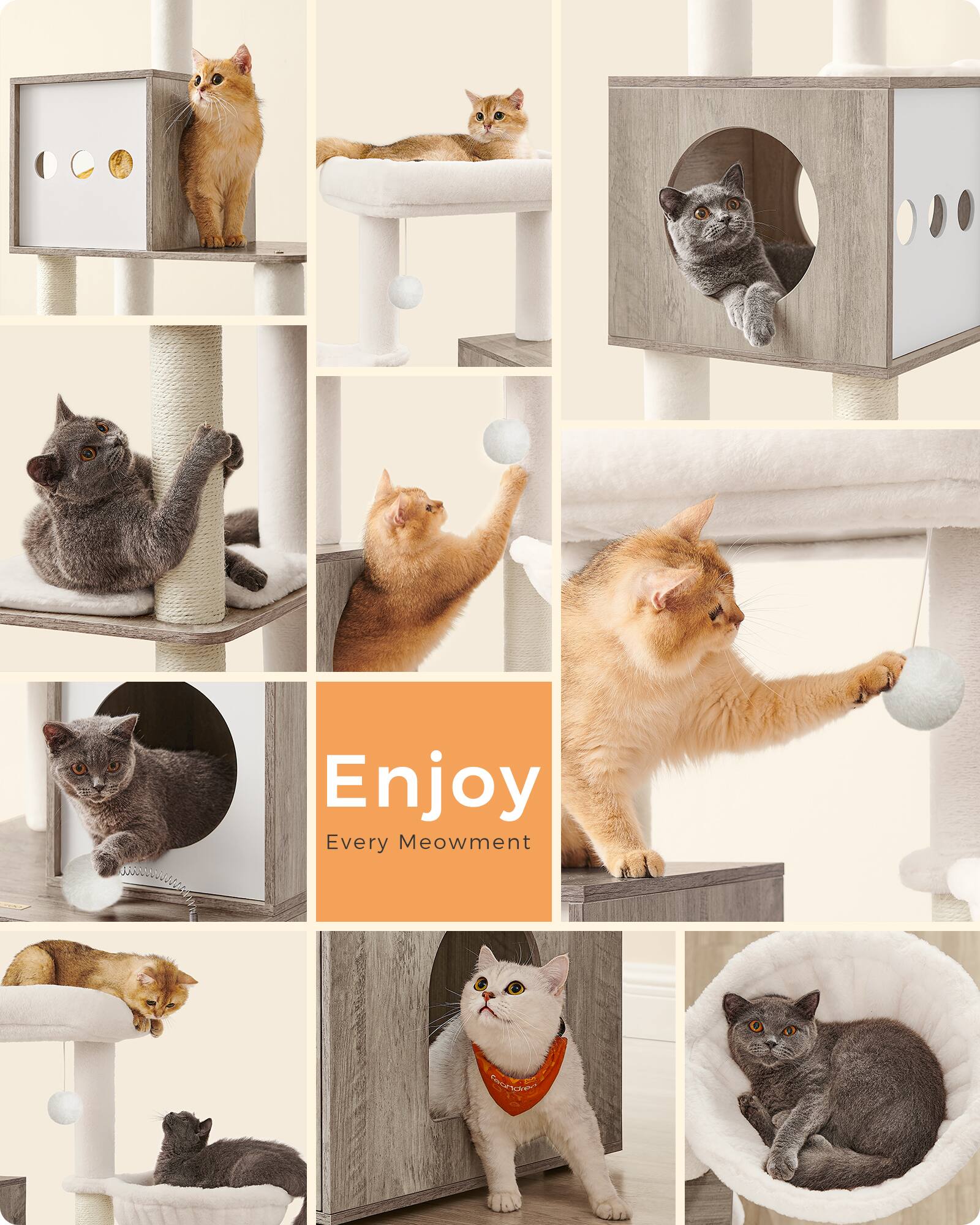 Enjoy Every Meowment