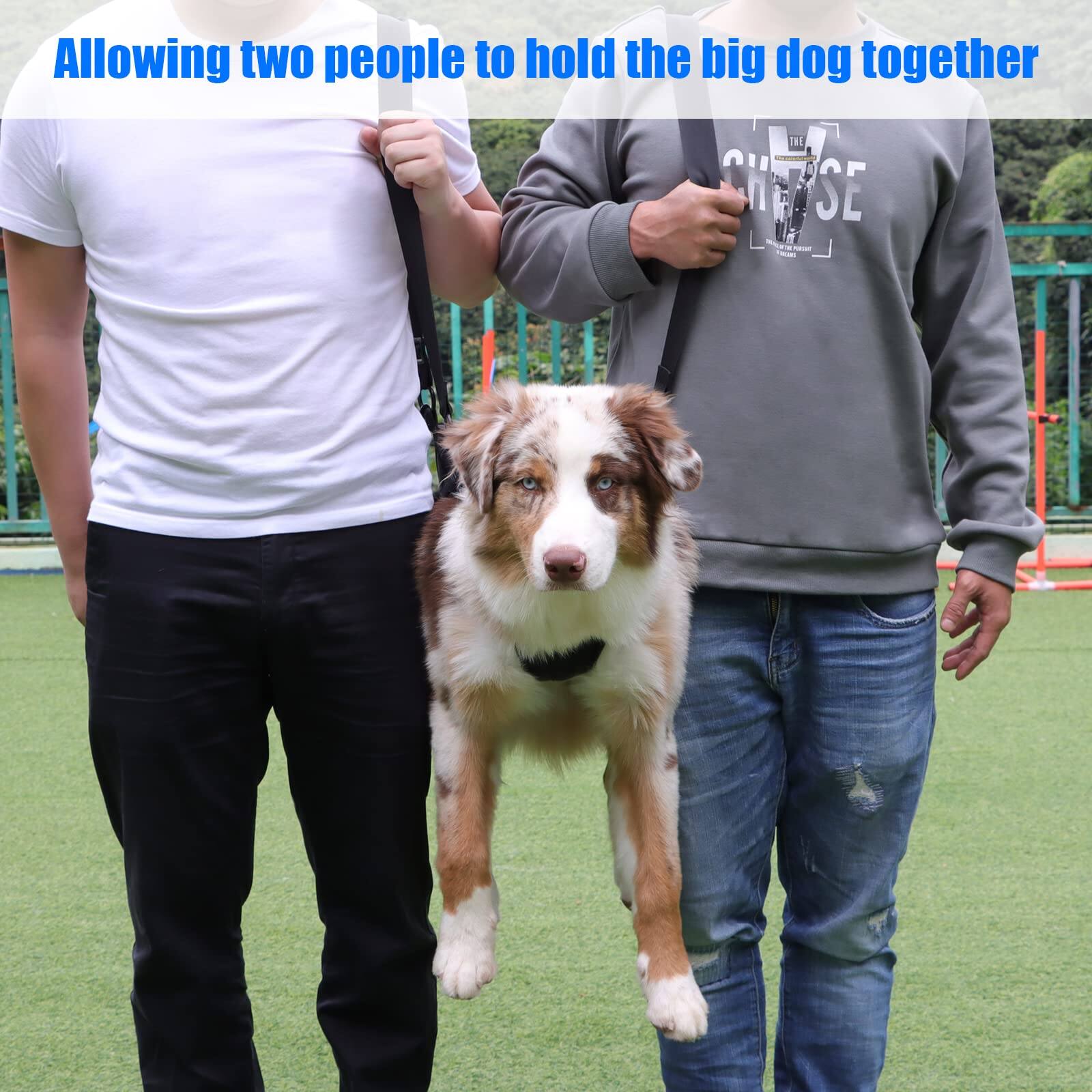 Allowing two people to hold the big dog together