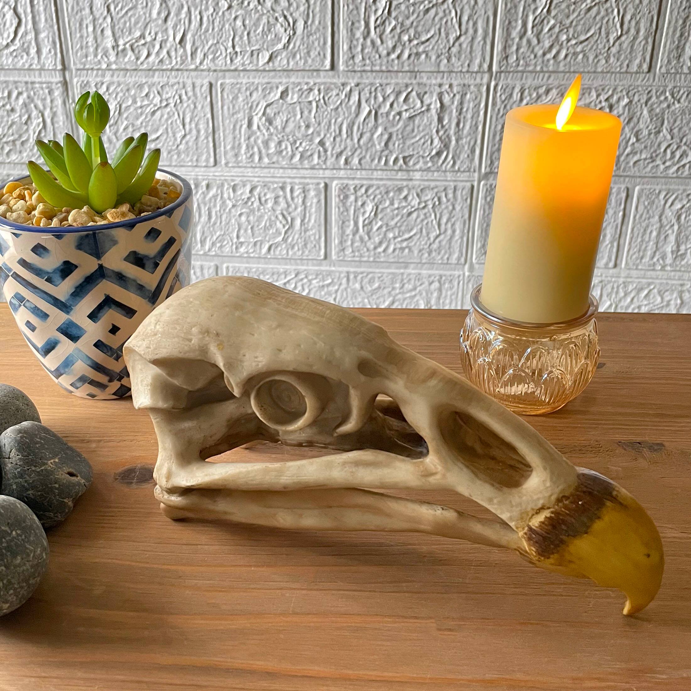 Alt View 3. Contrast Inc. - Replica California Condor Skull – Realistic Endangered Species Decor - Off-white.