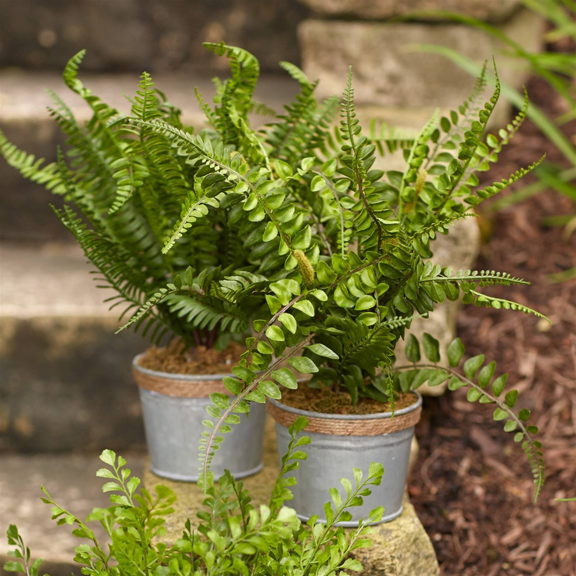 Alt View 2. BreeBe - Assorted Fern Plant in Tin Pot with Jute Accent (Set of 3) - Green, Grey.