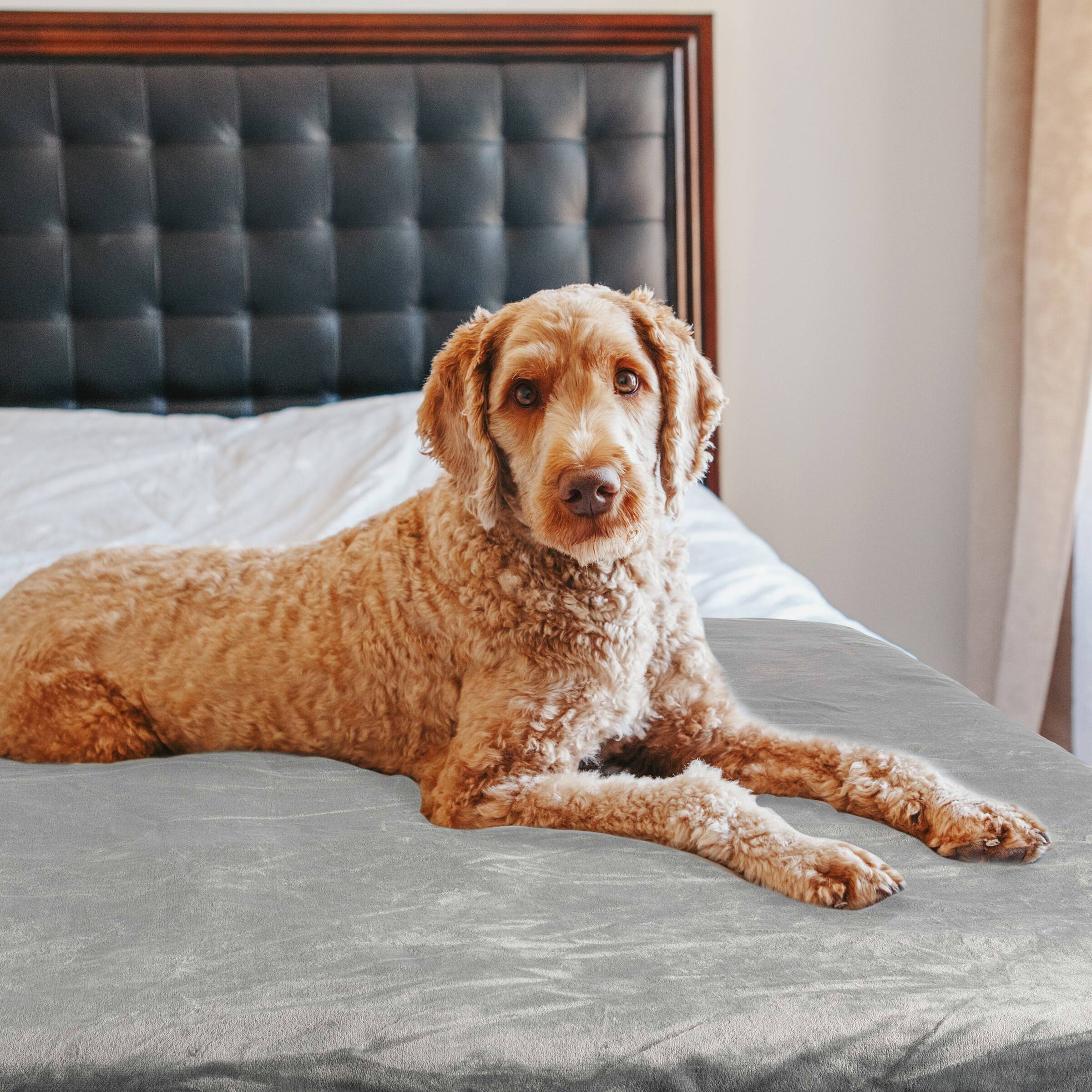 Left. PetMaker - 60x80in Water-Resistant Dog Blanket - Gray.