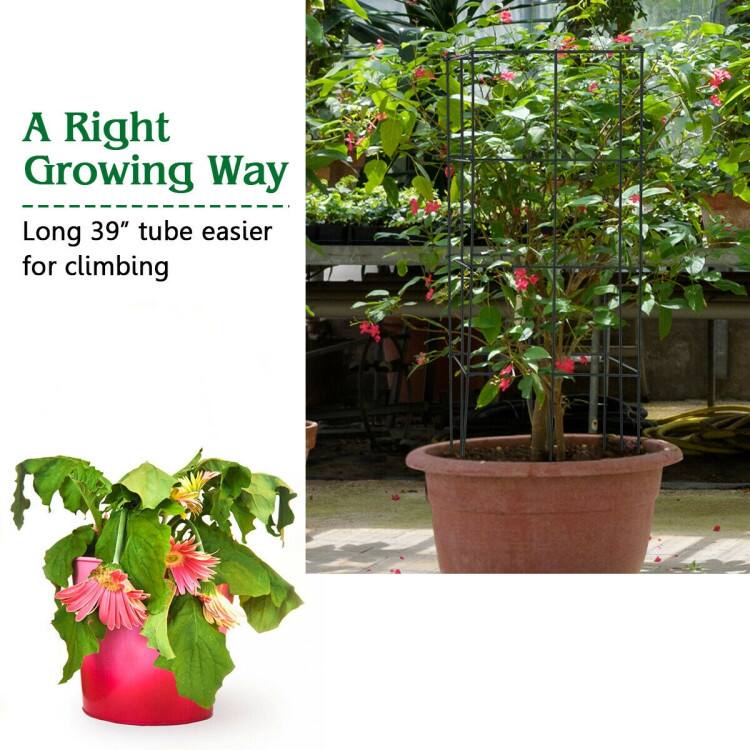 A Right Growing Way  
Long 39" tube easier for climbing