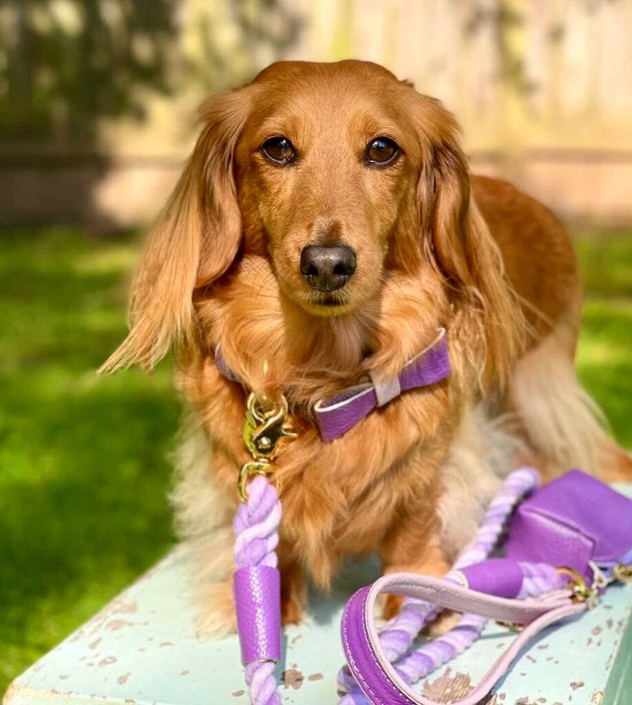 Left. PoisePup - PoisePup Pet Dog 5ft Long Leash - Purple | Lilac.