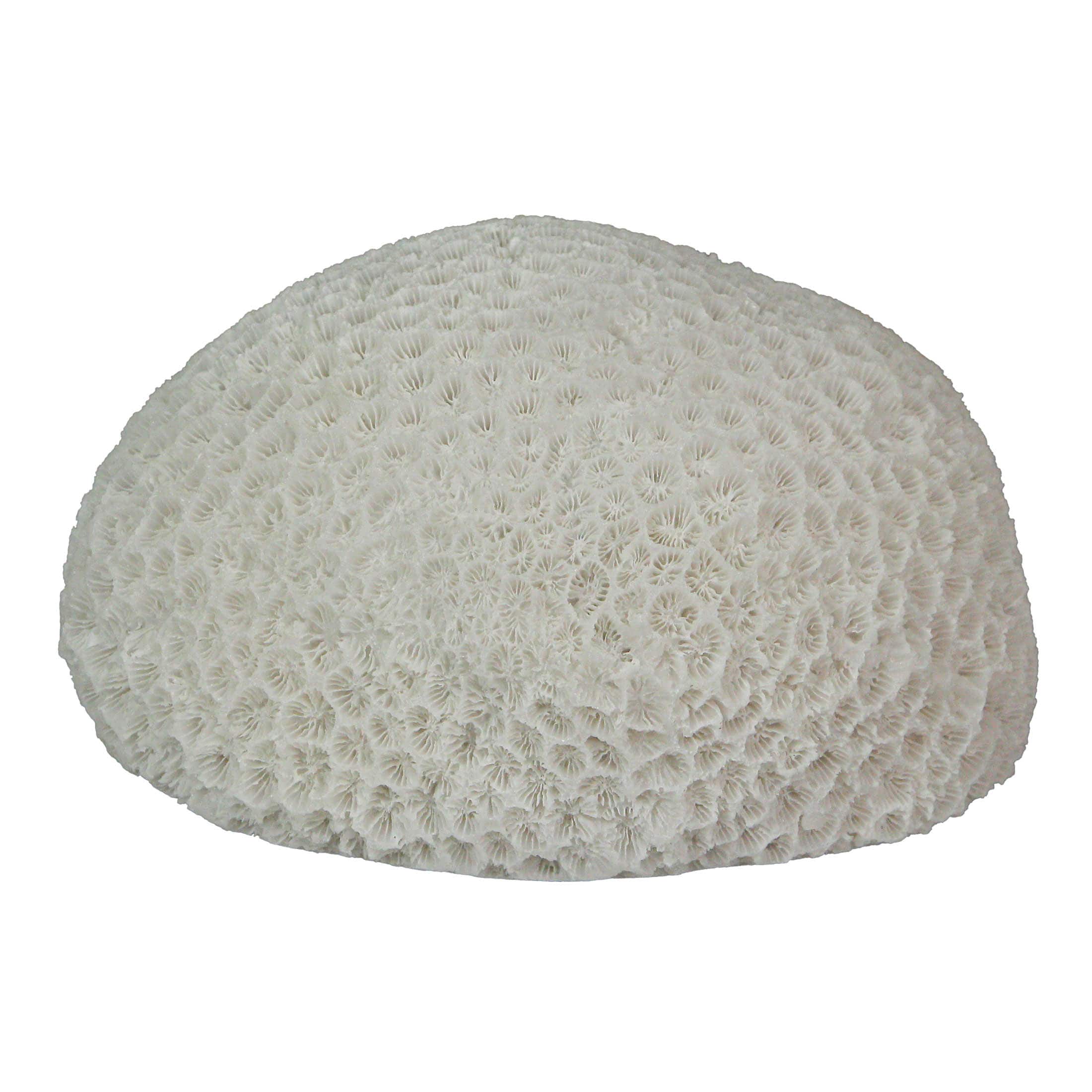 Contrast Inc. - 6 Inch Resin LED Brain Coral Accent Lamp Decorative Sea Table Light Nautical Home Decor - White