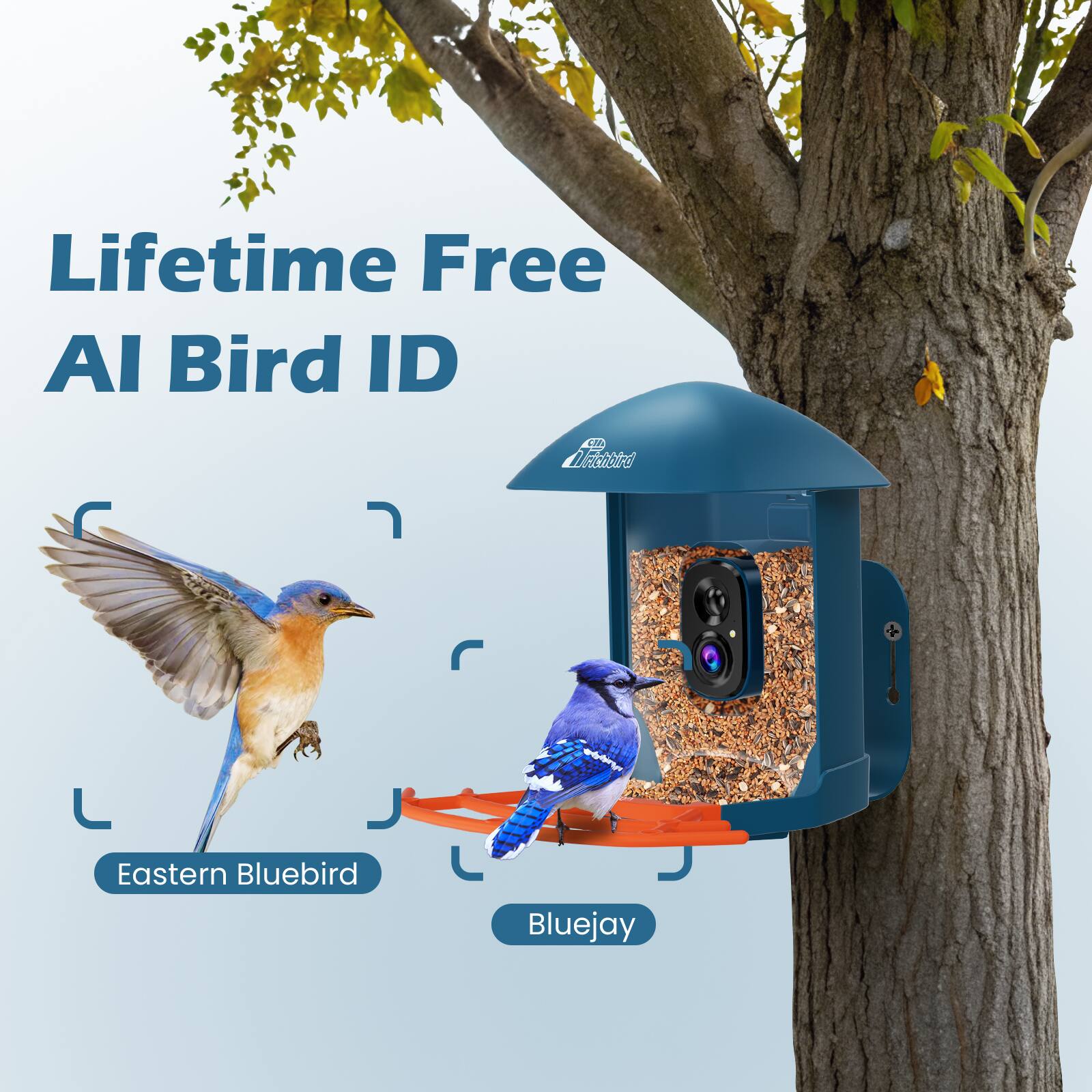 Lifetime Free AI Bird ID

Eastern Bluebird

Bluejay