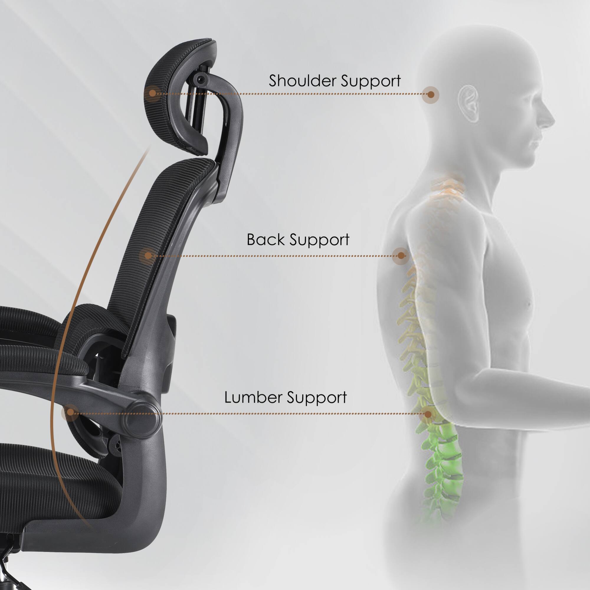 Shoulder Support  
Back Support  
Lumbar Support