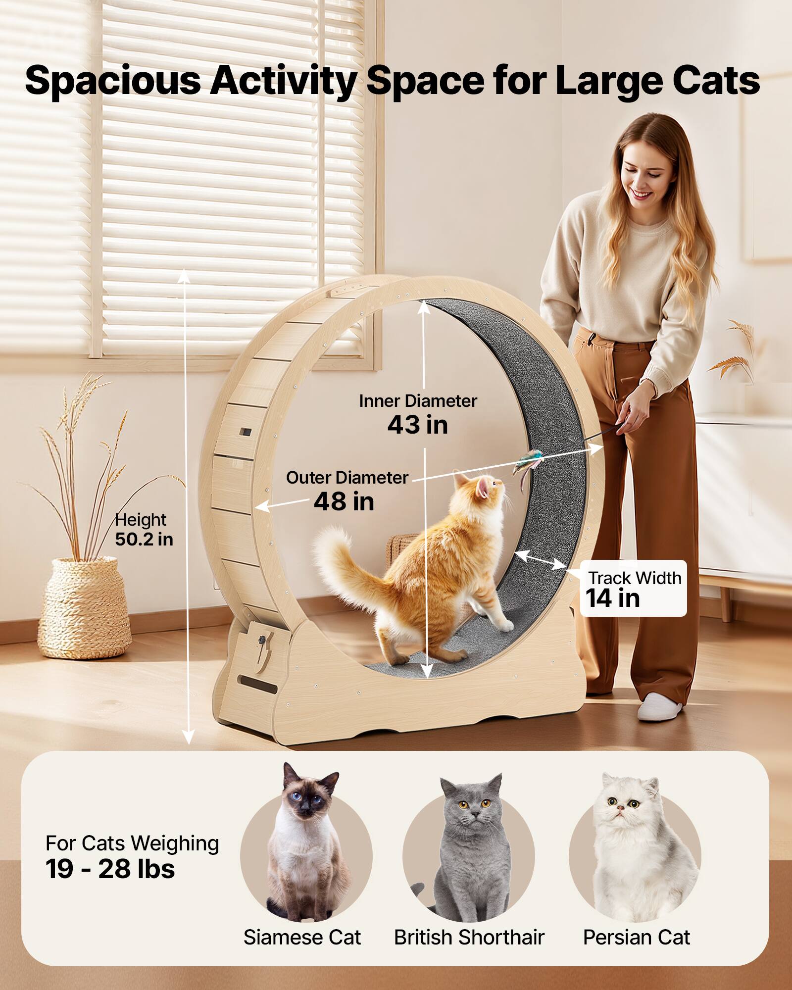 Spacious Activity Space for Large Cats

Inner Diameter: 43 in  
Height: 50.2 in  
Outer Diameter: 48 in  
Track Width: 14 in  

For Cats Weighing 19 - 28 lbs  
Siamese Cat  
British Shorthair  
Persian Cat