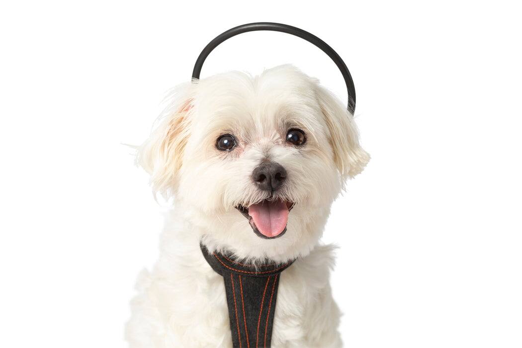Front. Assisi - Calmer Canine Anxiety Treatment Device & Vest Bundle - Extra Small.