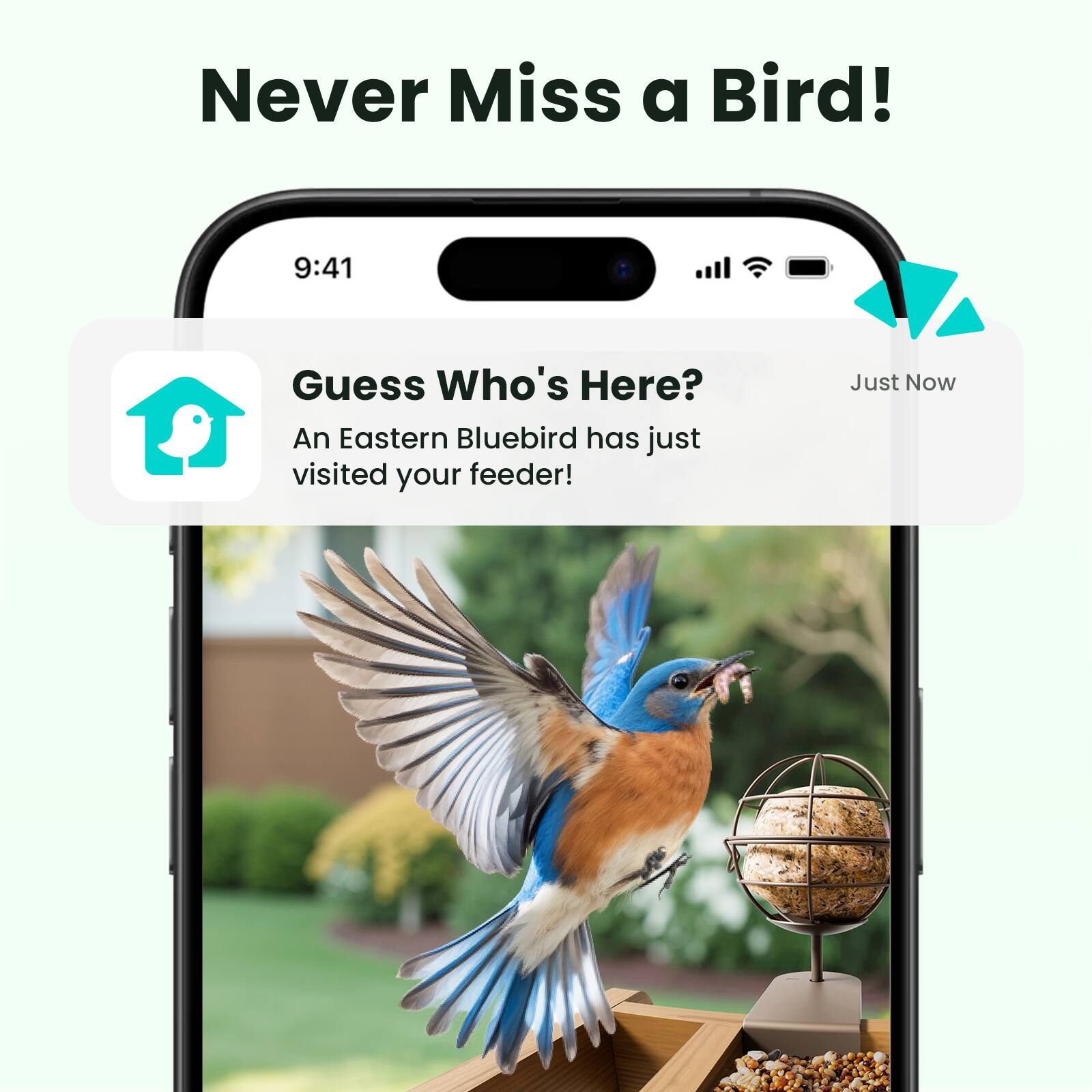 Never Miss a Bird!
9:41
Guess Who's Here?
An Eastern Bluebird has just visited your feeder!
Just Now