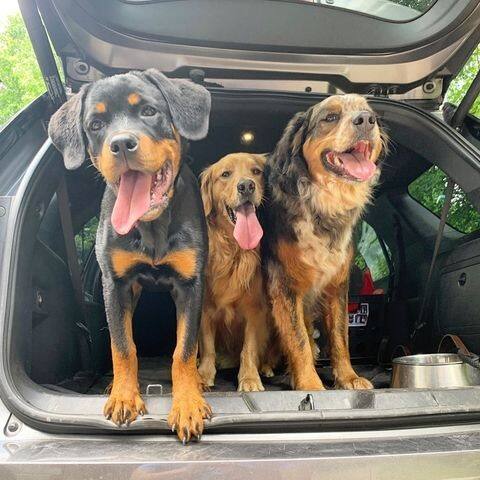 Alt View 3. Dogtra - Dogtra YS600 No Bark Dog Collar | Built-in Accelerometer Bark Sensor and High Performance Pager Vibration | Waterproof - Black.