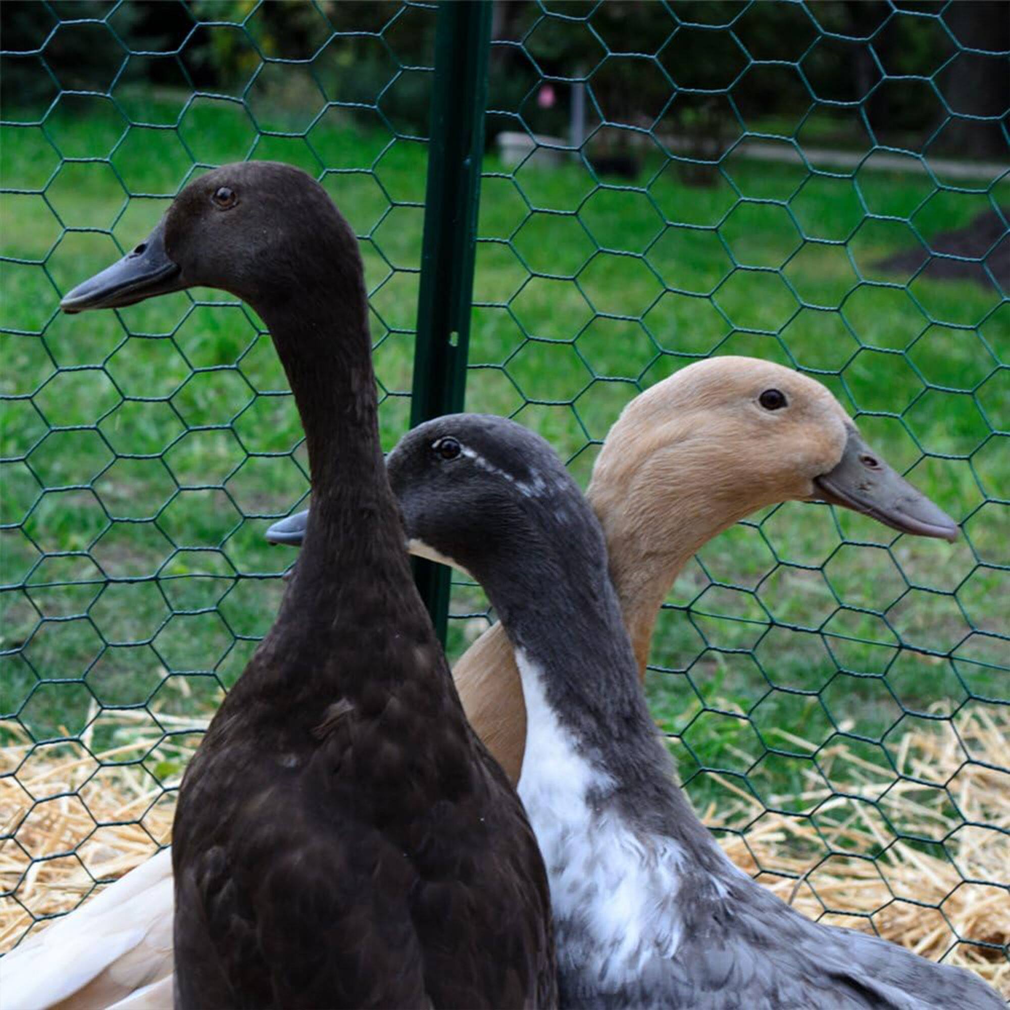 Alt View 2. YARD GARD - YardGard PVC Coating Hexagonal Poultry Netting for Garden Netting Essentials - Green.