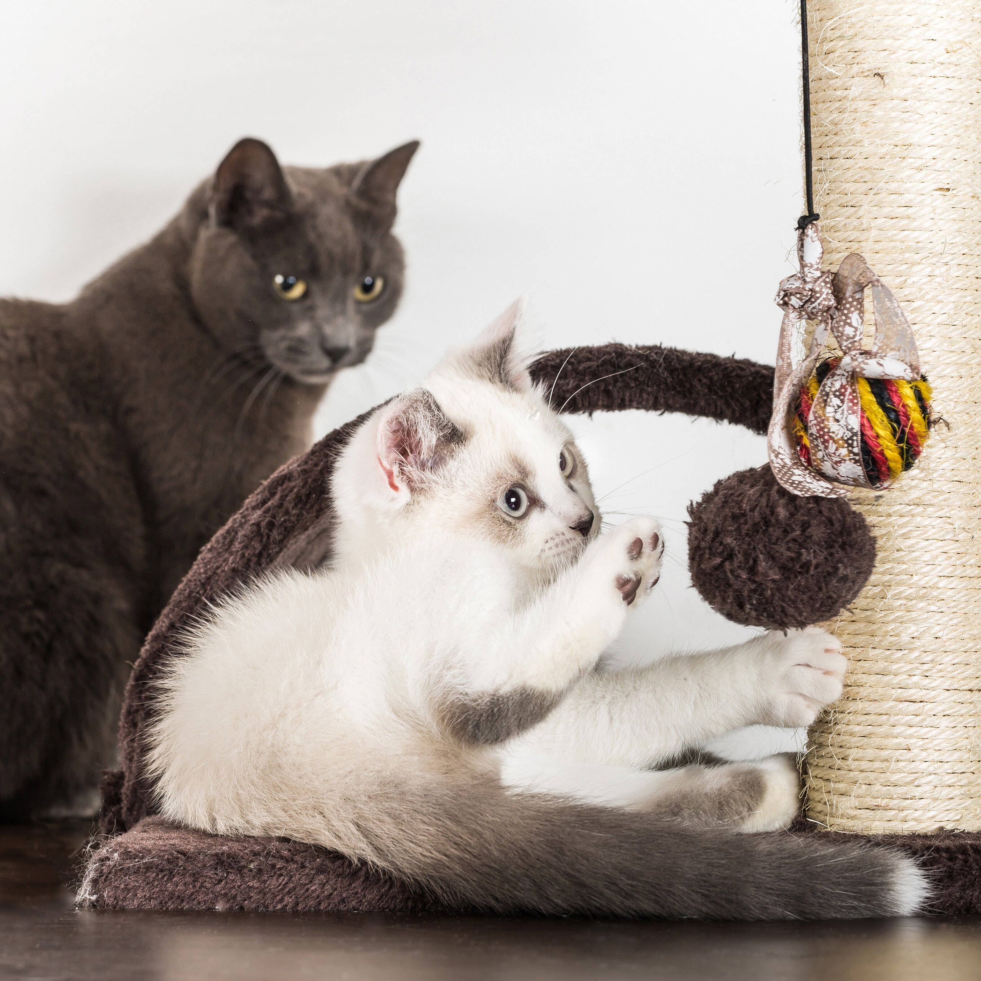 Alt View 2. PetMaker - 6-Tier Cat Tower Cushioned Pet Bed, Napping Perches, Kitty Condo Hut, and Spring Arms with 3 Hanging Toys Fully Carpeted - Brown / Beige.