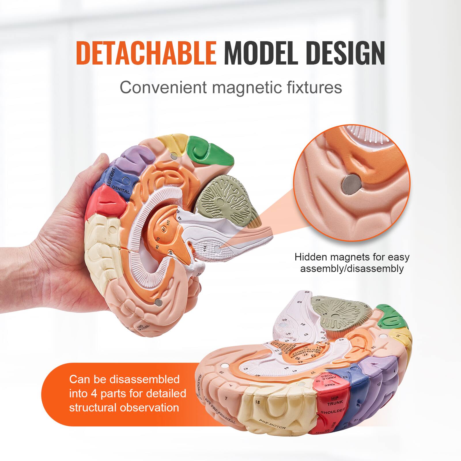 DETACHABLE MODEL DESIGN  
Convenient magnetic fixtures  

Hidden magnets for easy assembly/disassembly  

Can be disassembled into 4 parts for detailed structural observation